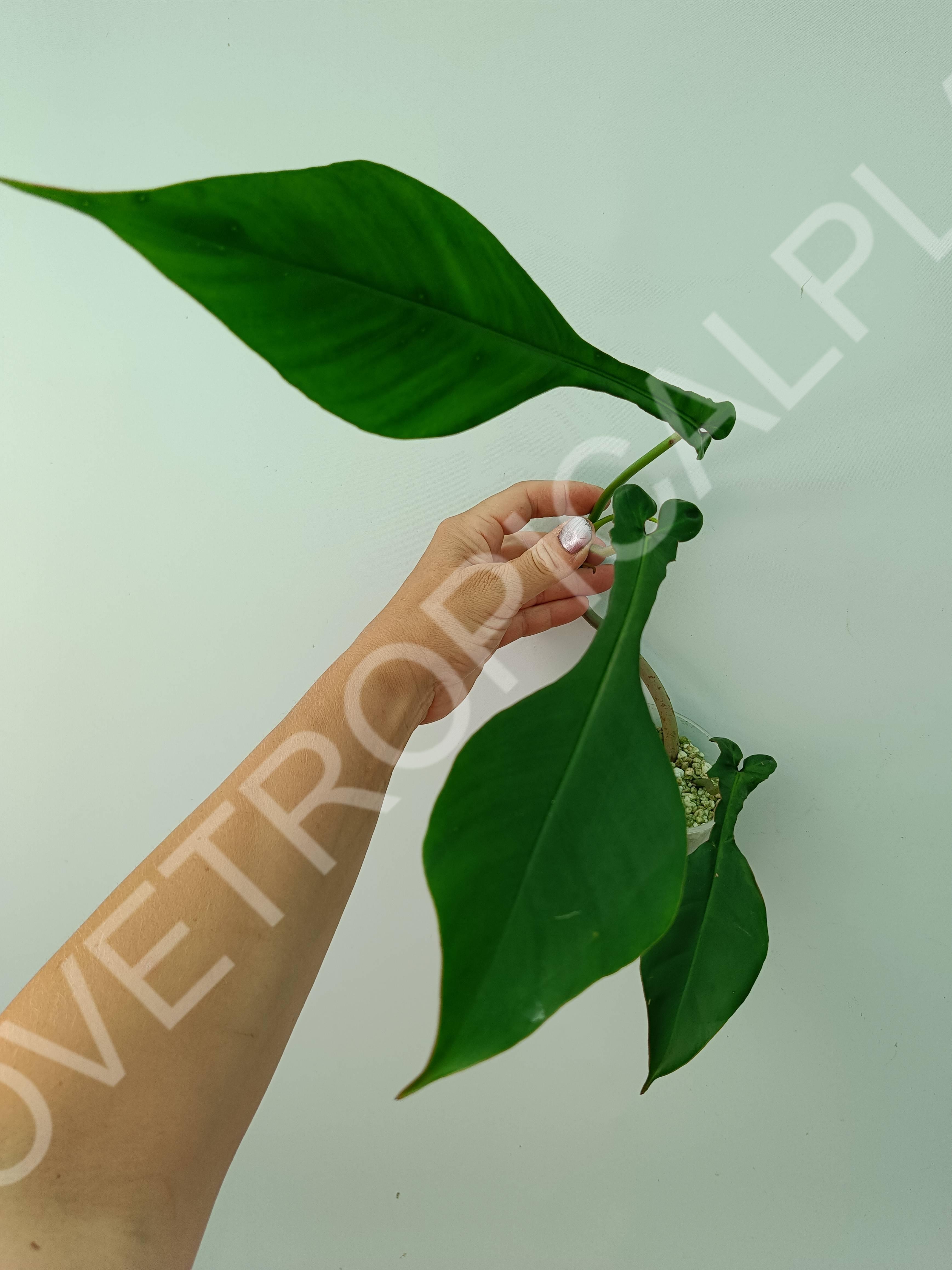joepii philodendron Philodendron joepii (young plant)