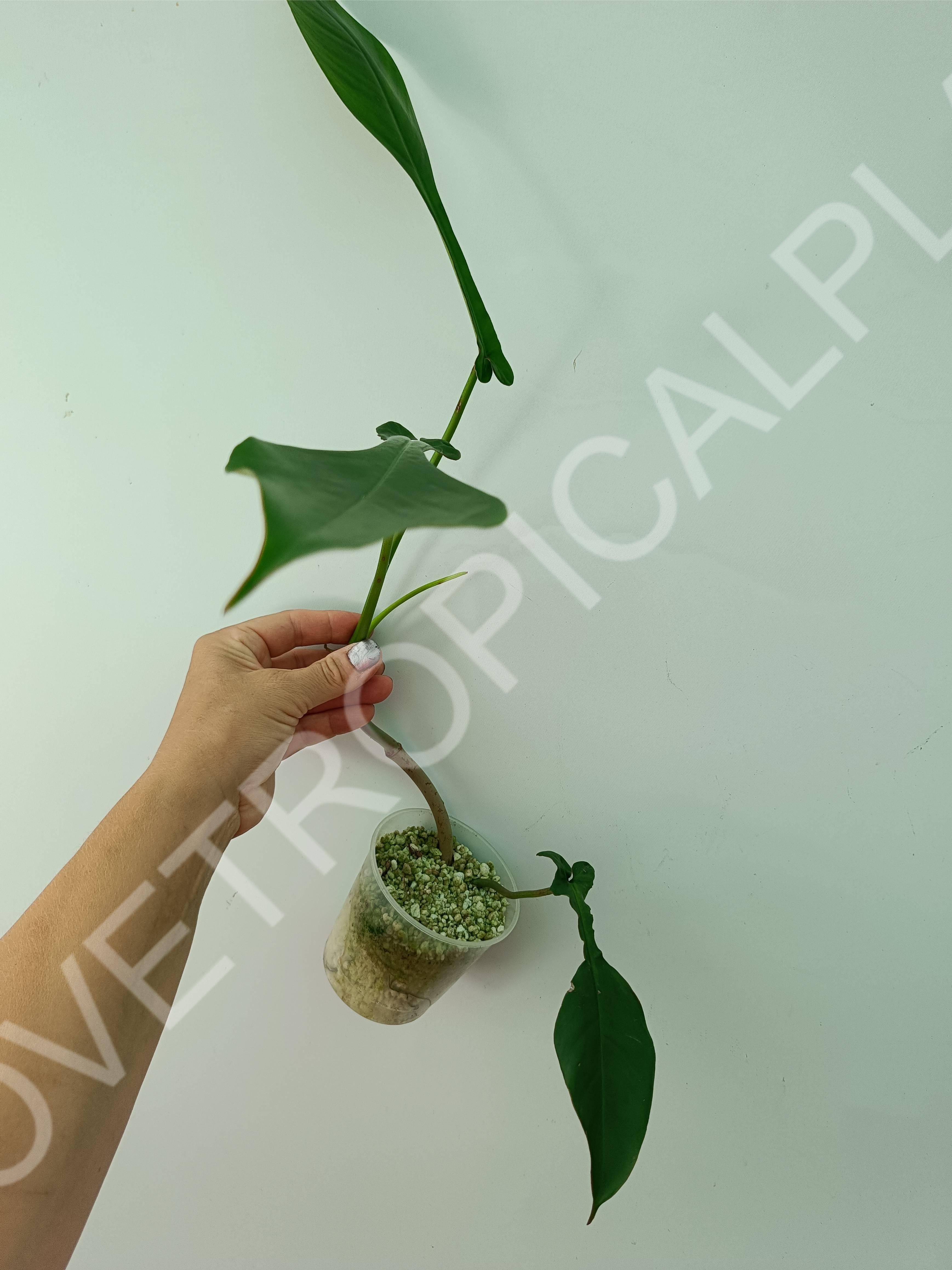 Philodendron joepii