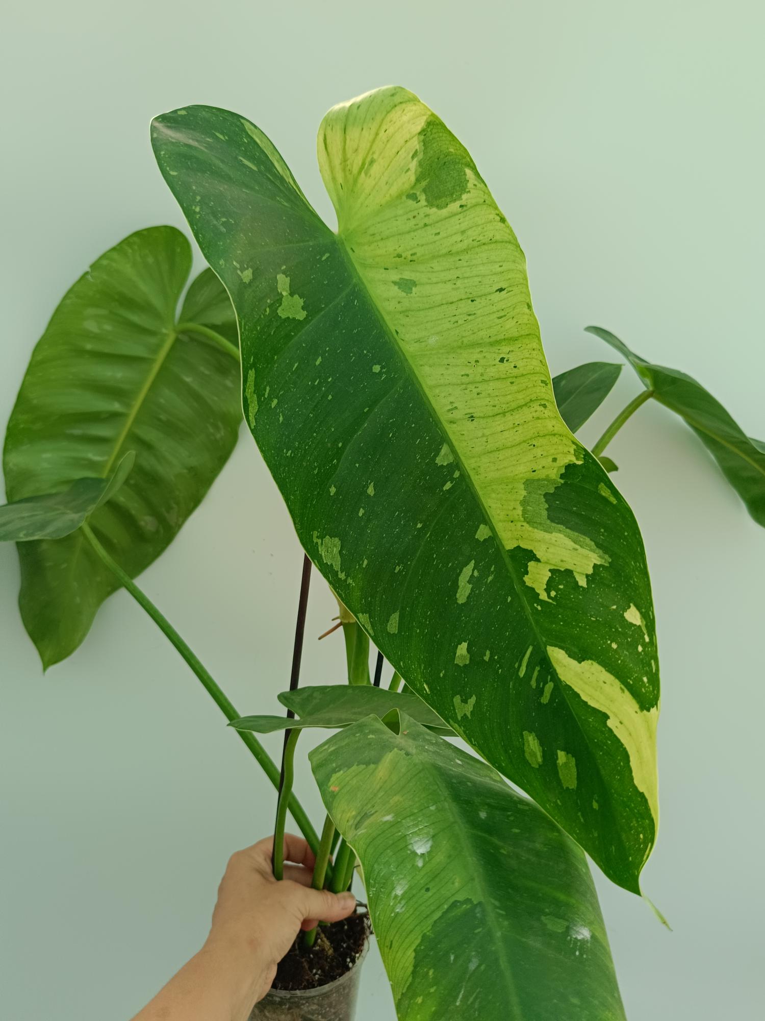 philodendron buono Philodendron jose buono XL