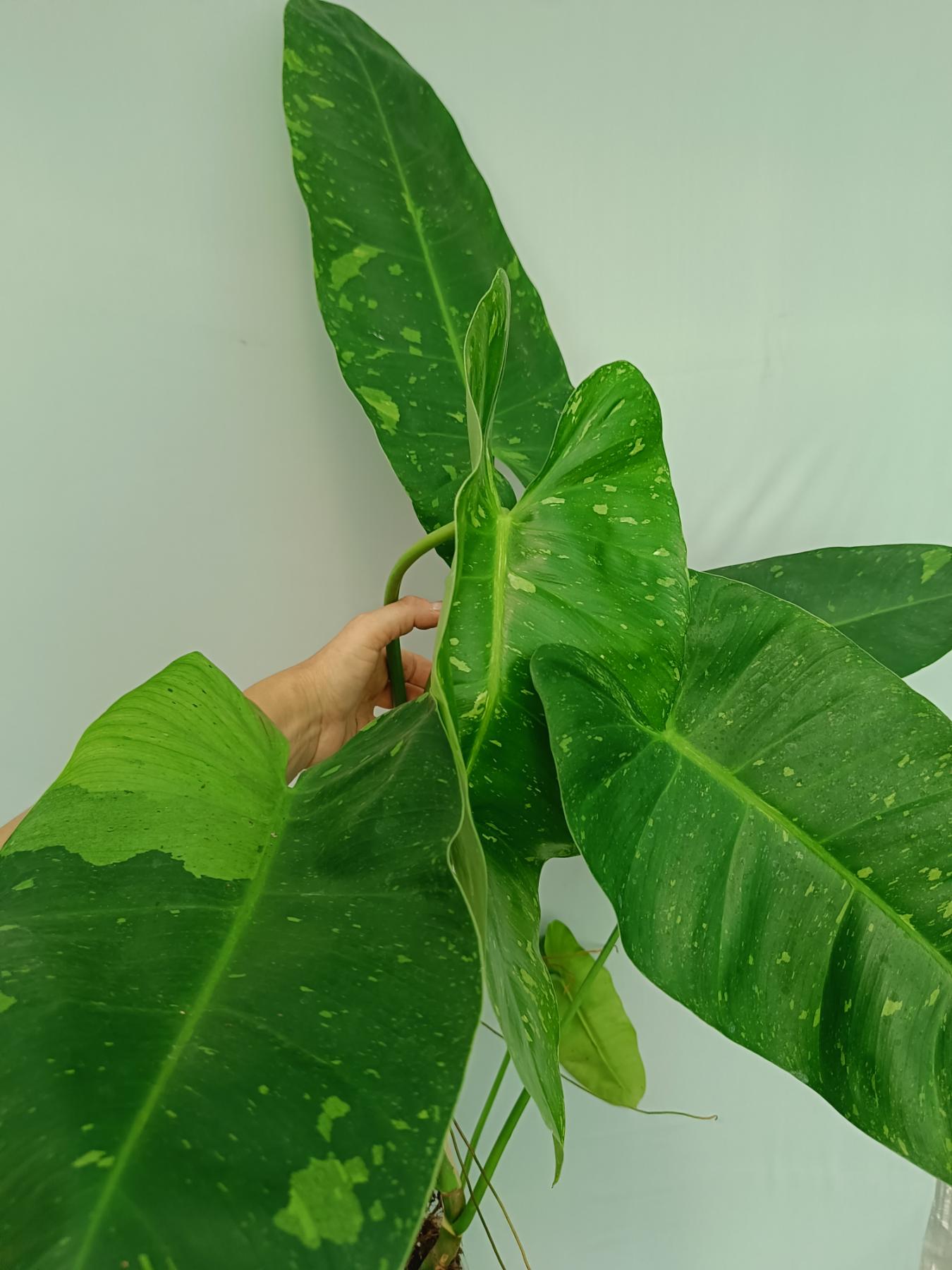Philodendron jose buono XL