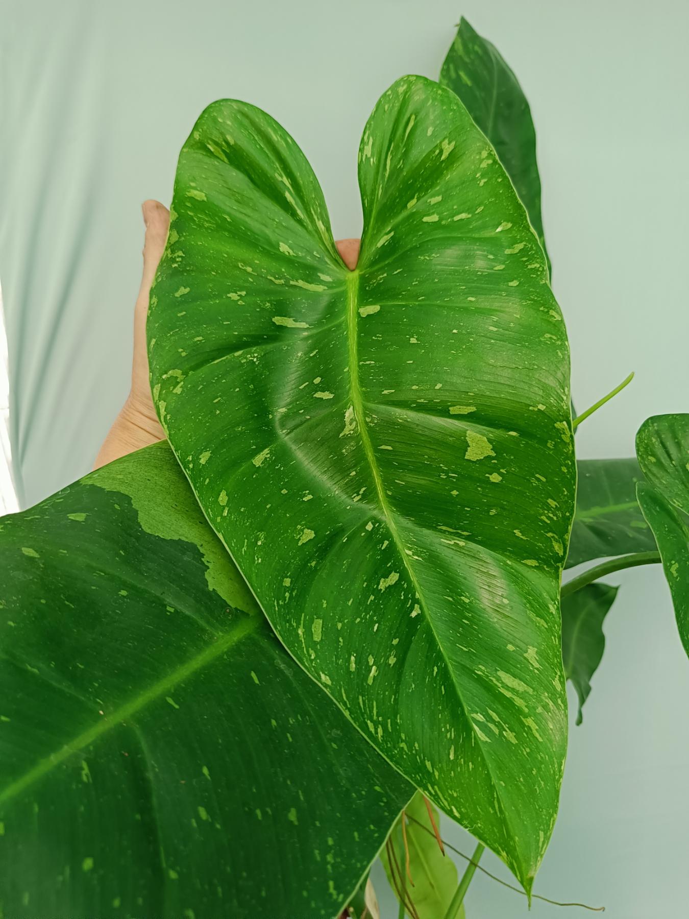 Philodendron jose buono XL