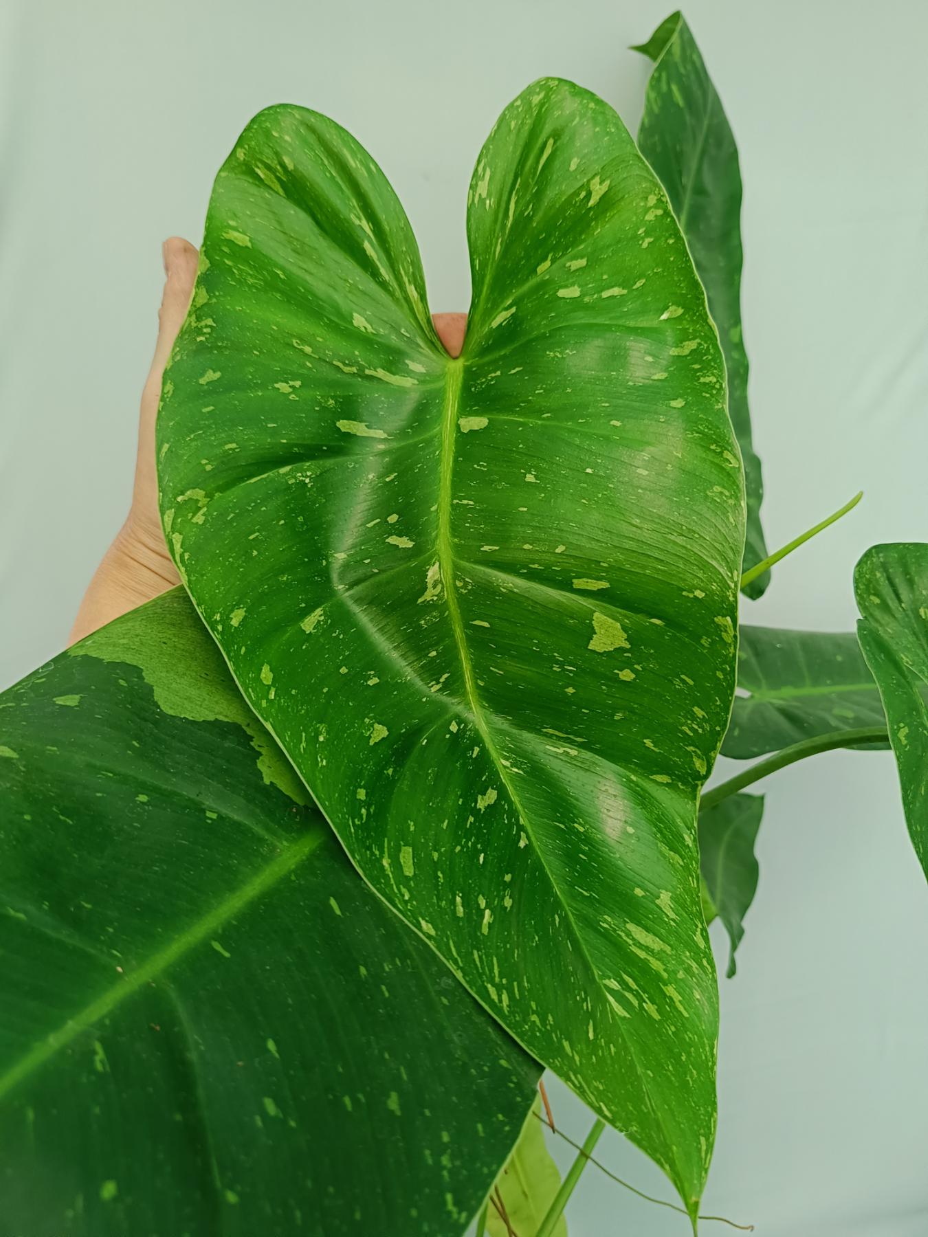 Philodendron jose buono XL