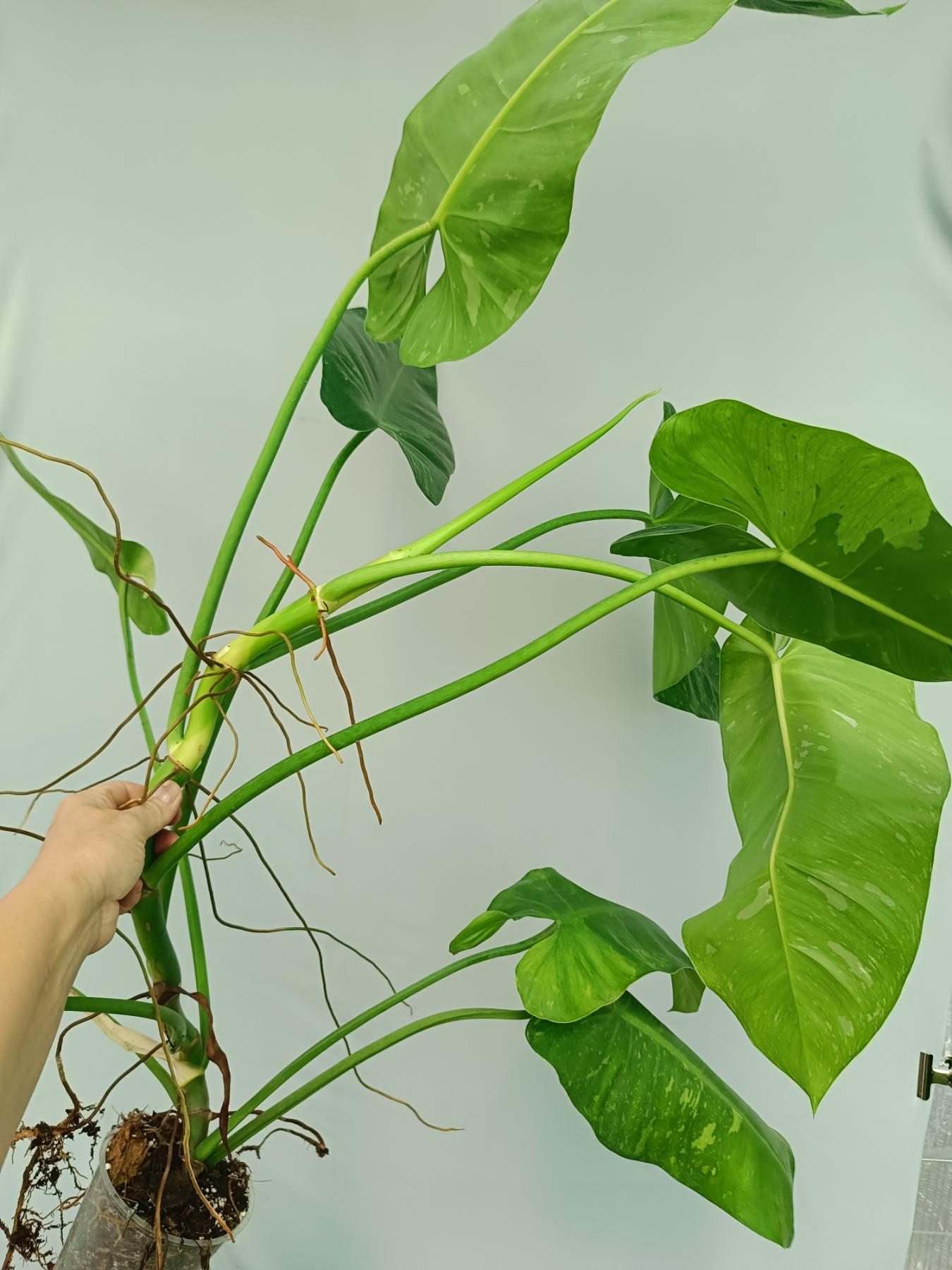 Philodendron jose buono XL