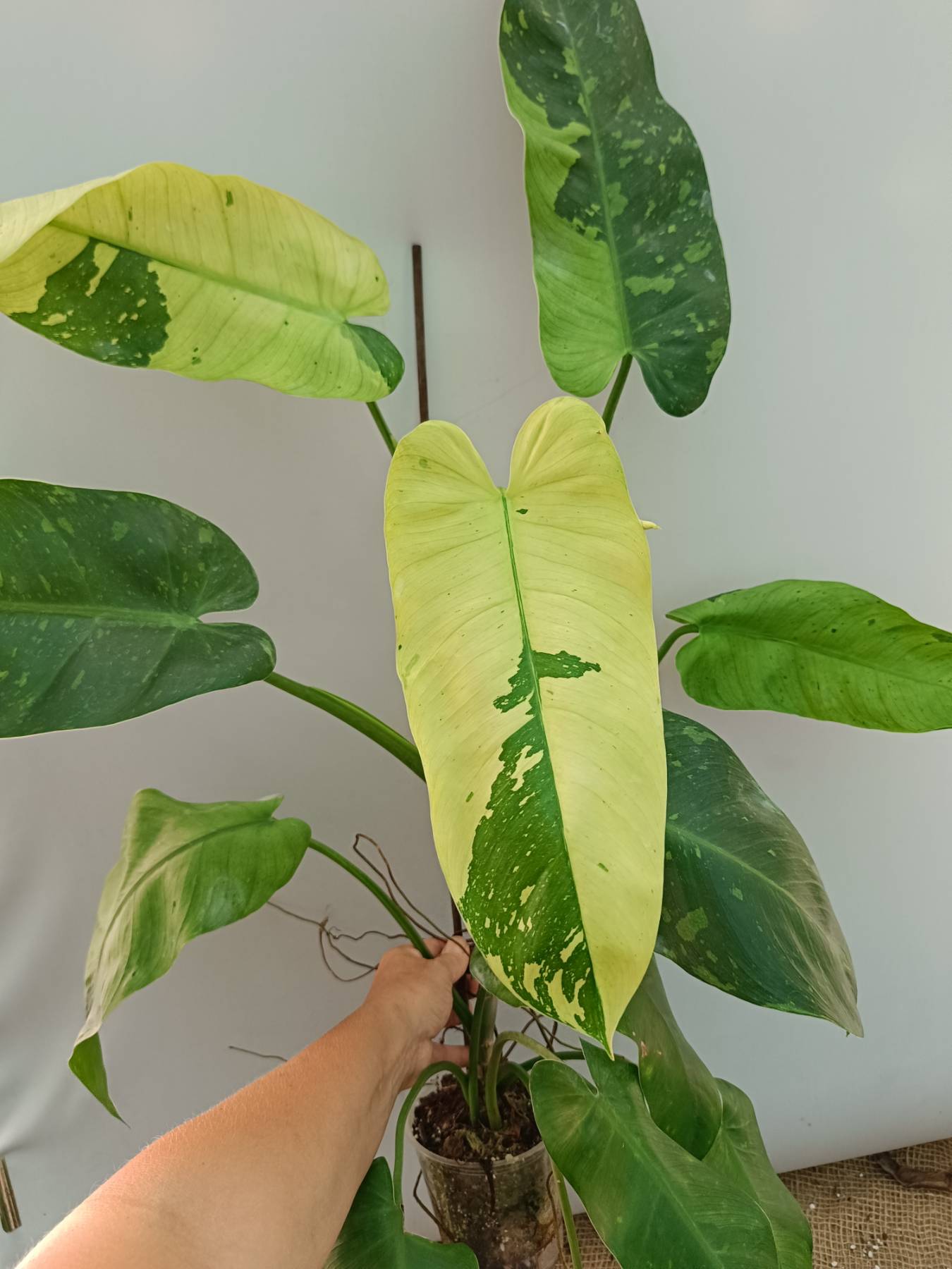 jose buono philodendron care Philodendron Jose Buono variegata XL