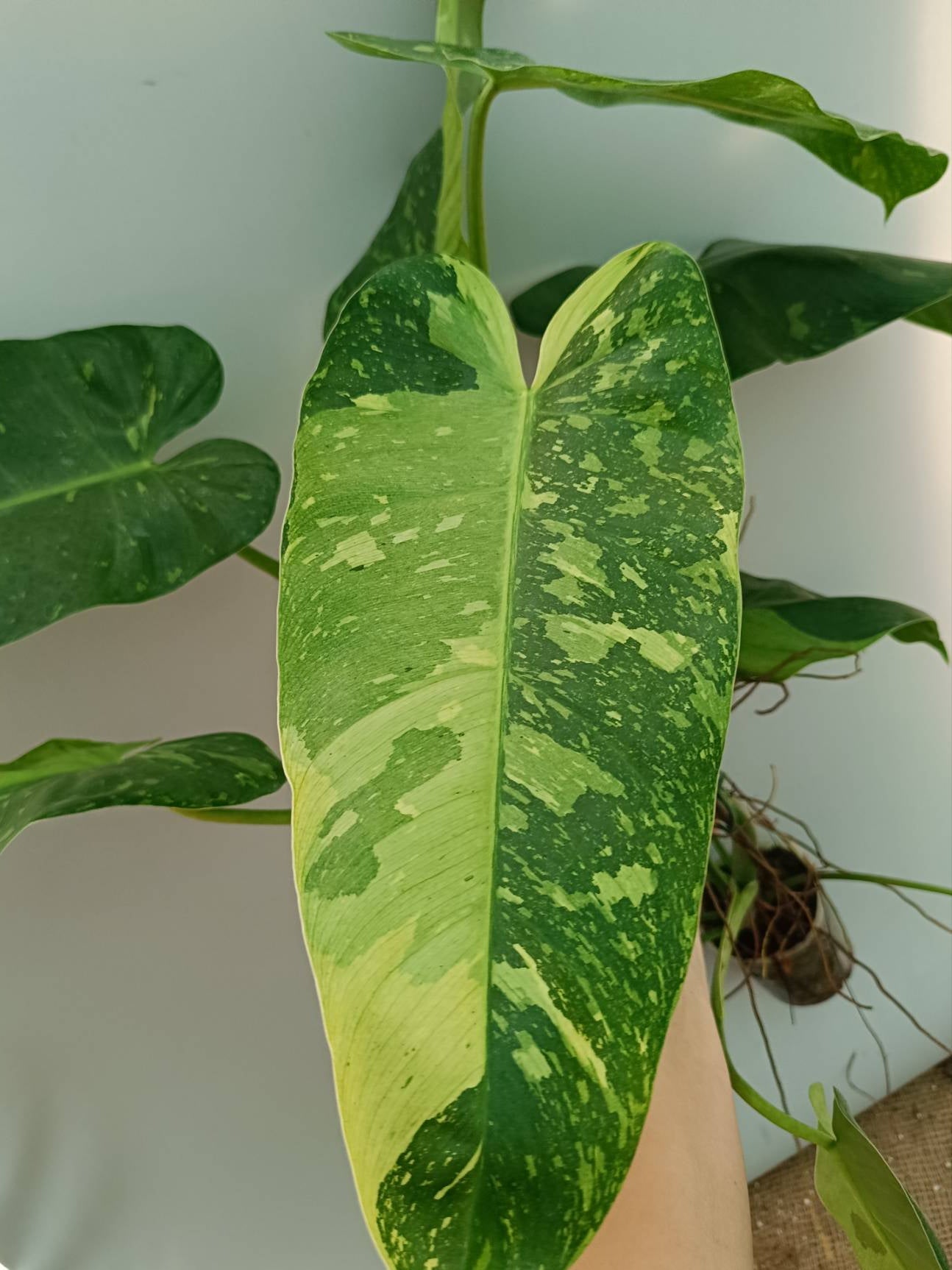 philodendron ilsemanii vs jose buono Philodendron Jose Buono variegata XXL