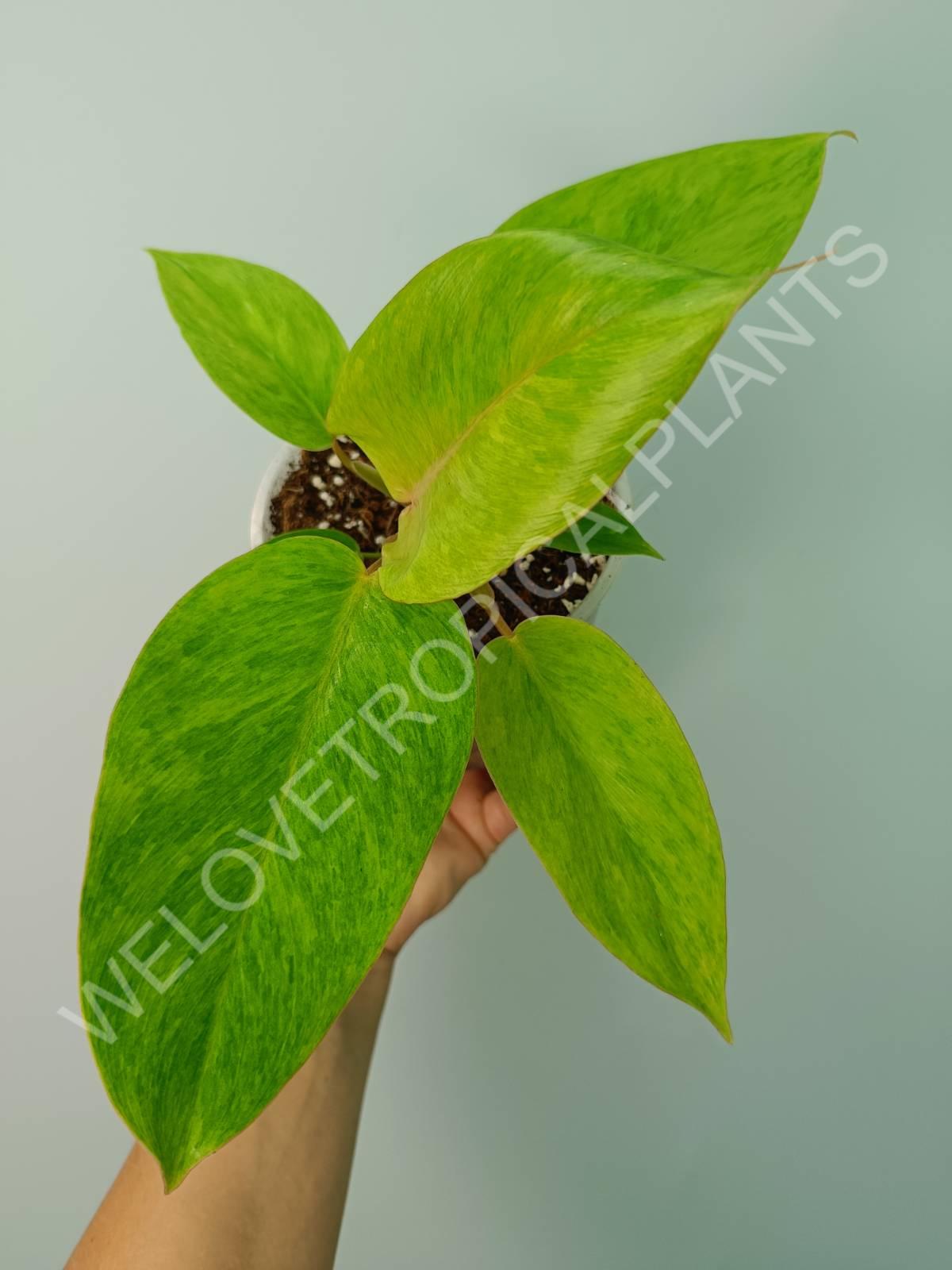 philodendron jungle fever price Philodendron jungle fever (young plant)