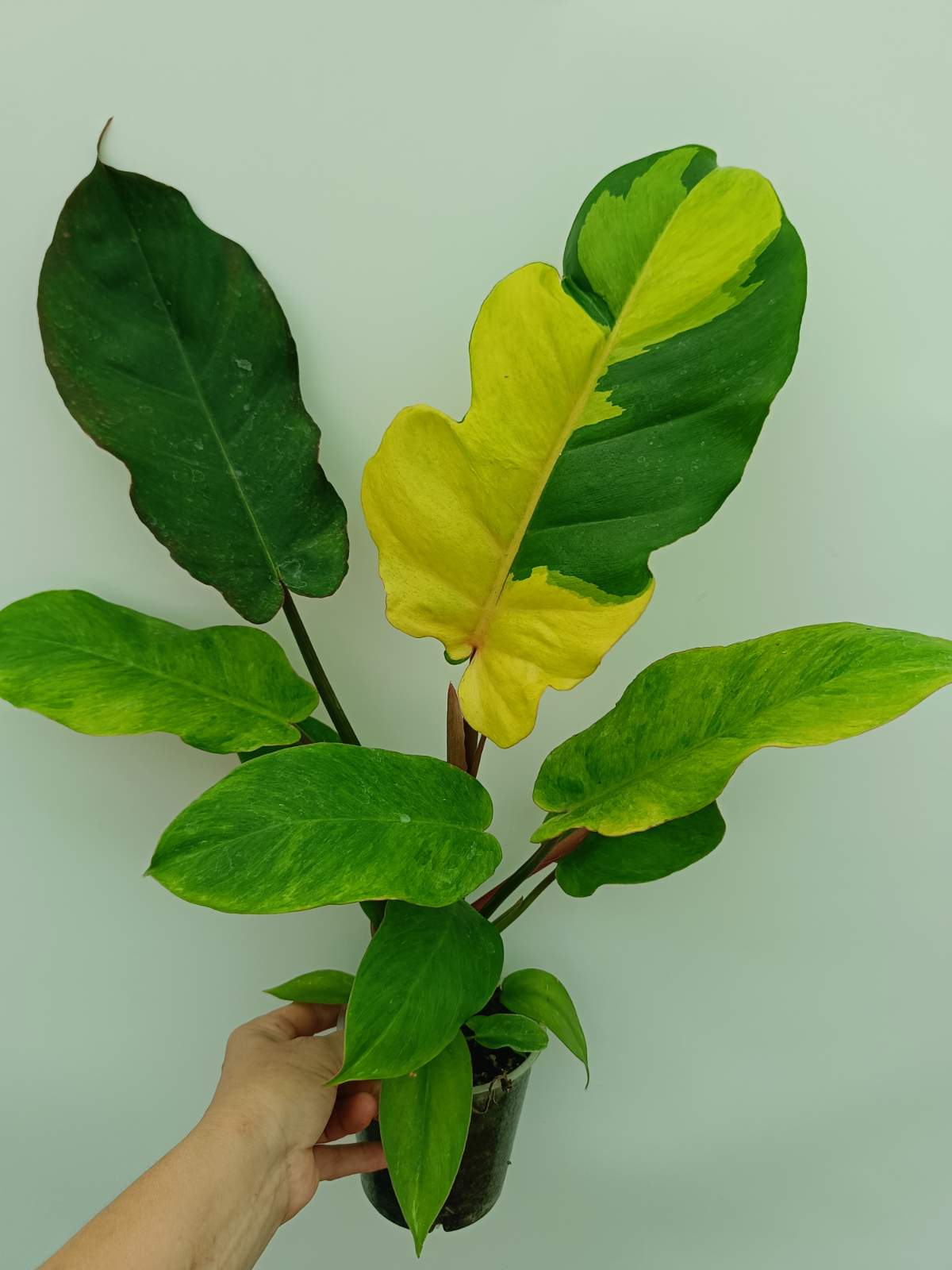 Philodendron Jungle Fever Variegata