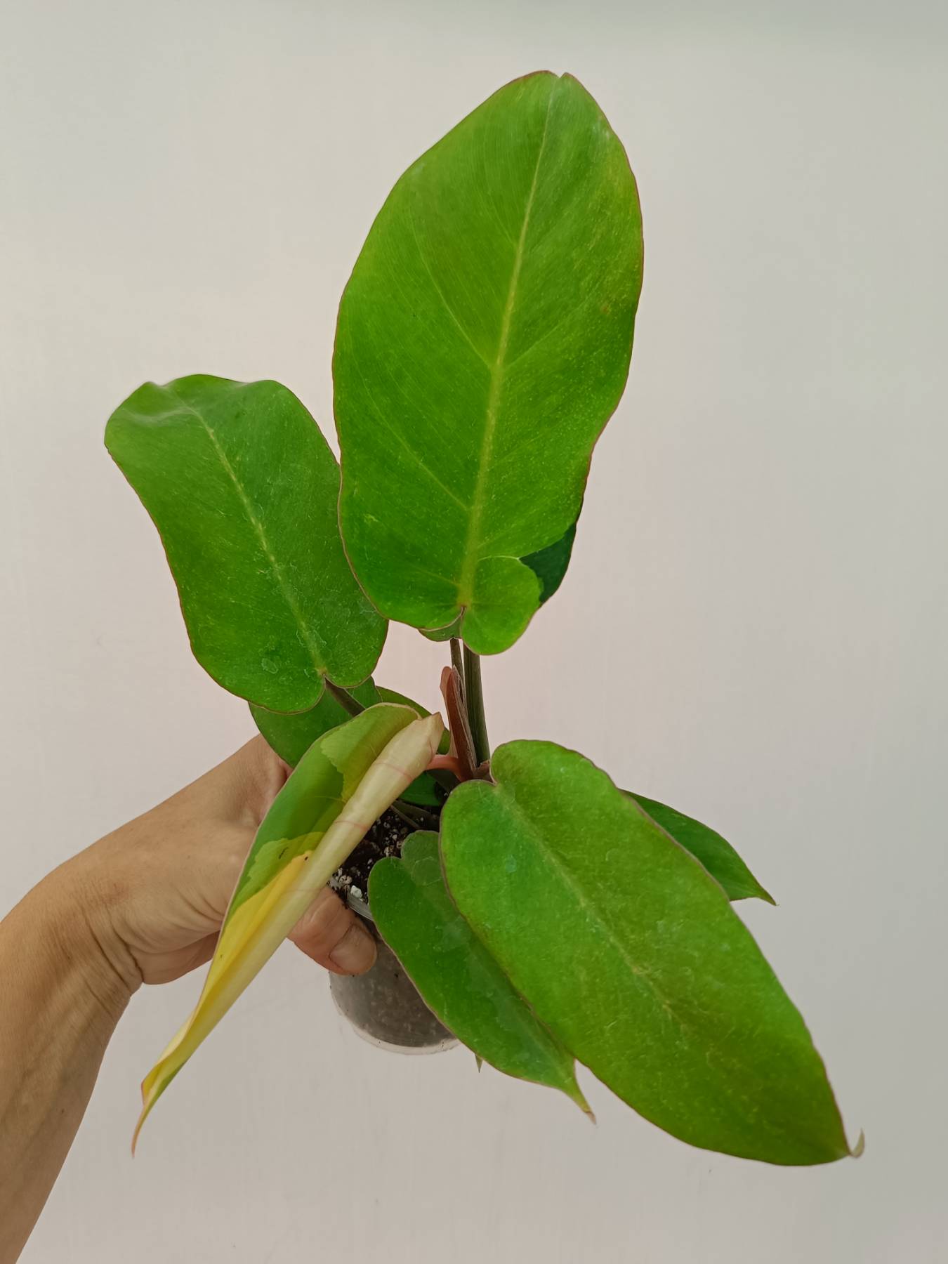 Philodendron jungle fever variegata