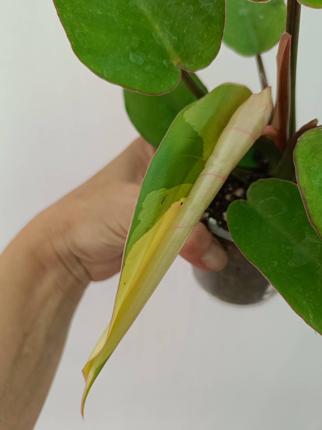 Philodendron jungle fever variegata