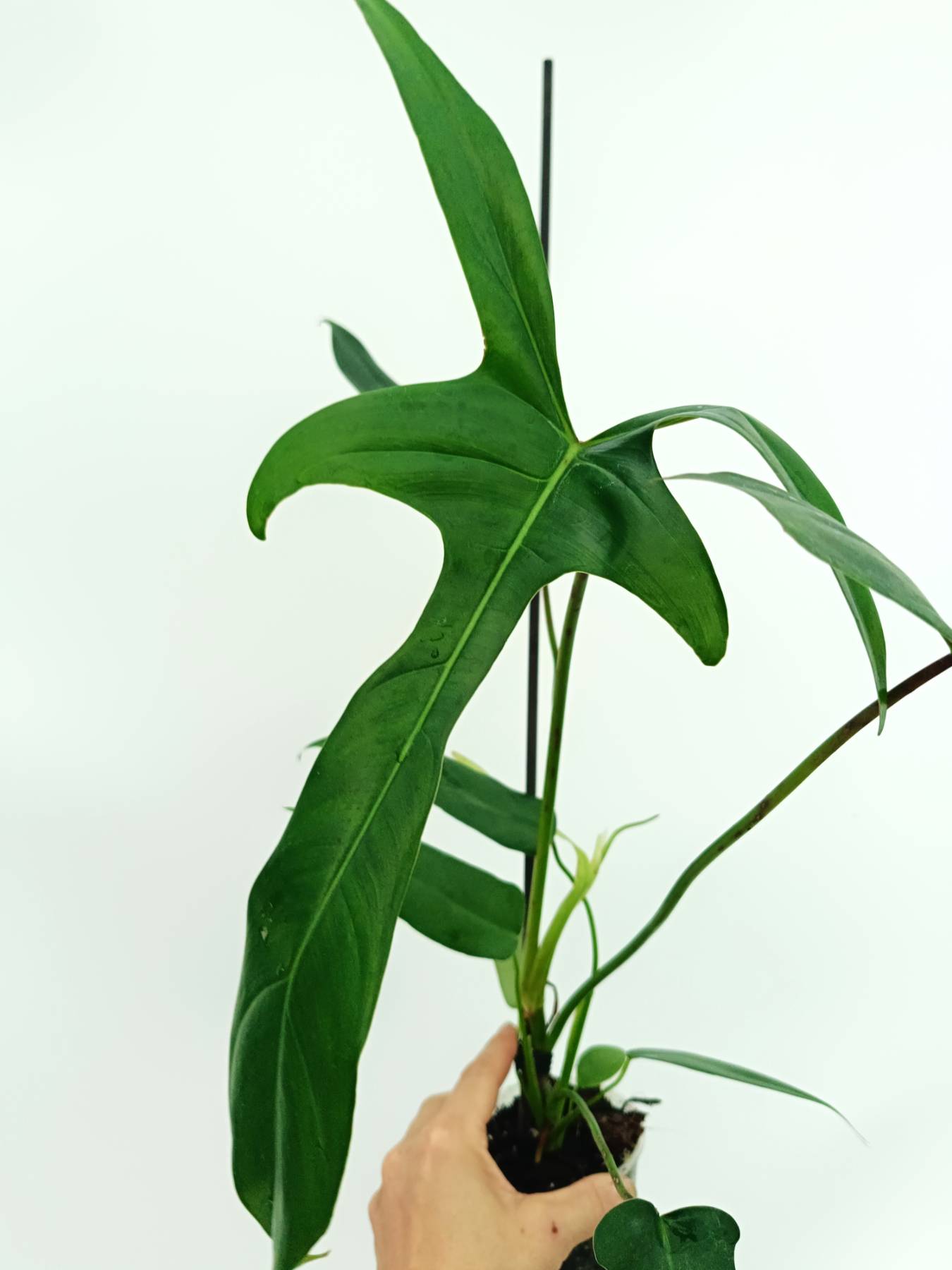Philodendron longilobatum lelano miyano | Welovetropicalplants
