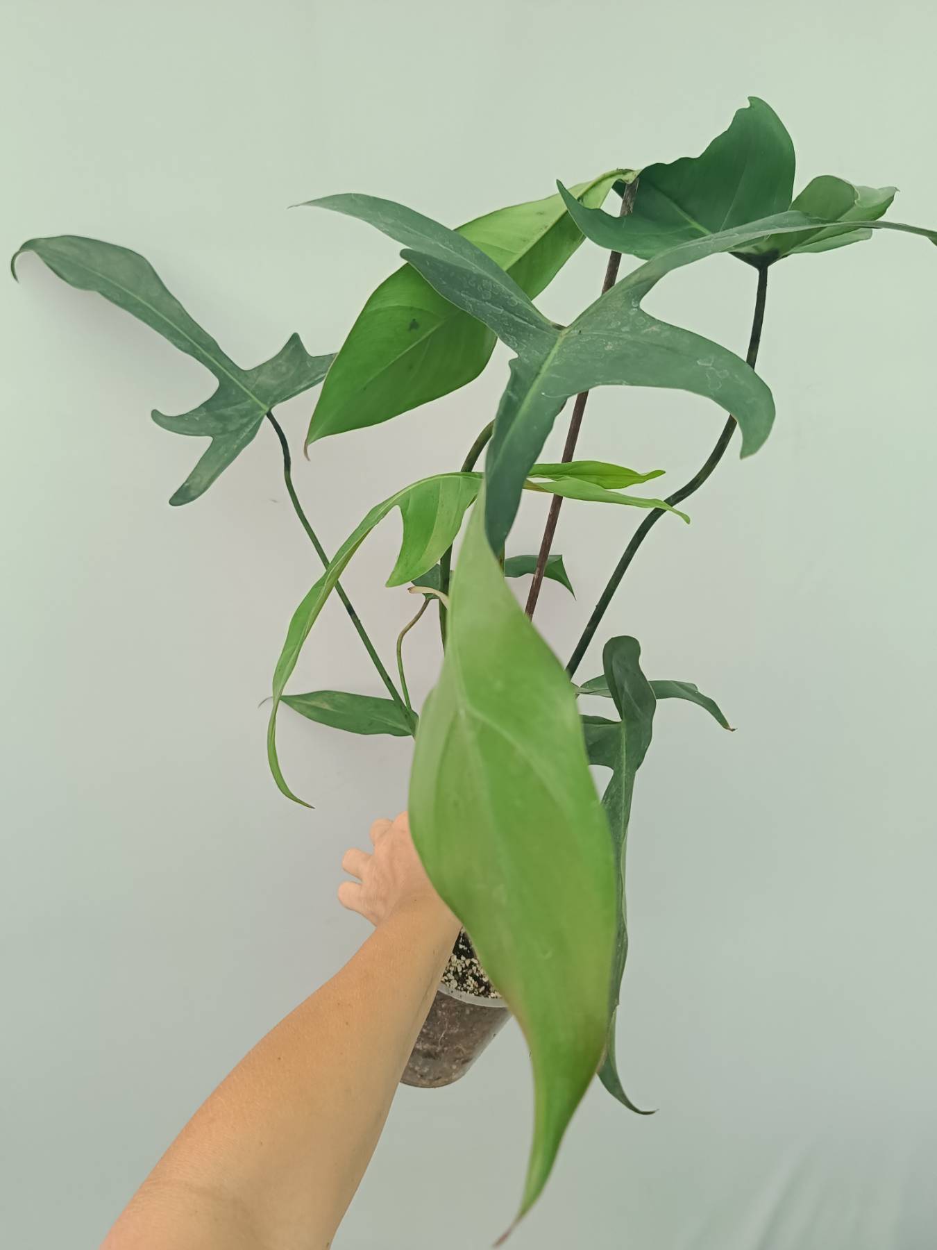philodendron longilobatum 'lelano miyano' Philodendron Longilobatum Lelano Miyano large XXL