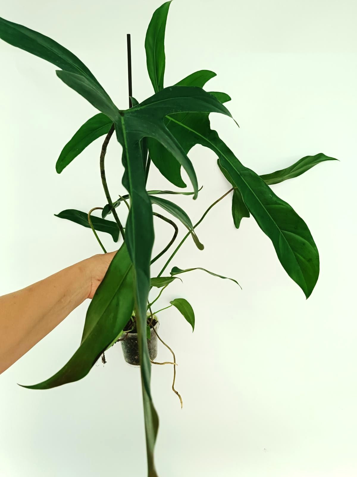philodendron lapoanum Philodendron Longilobatum Lelano Miyano large