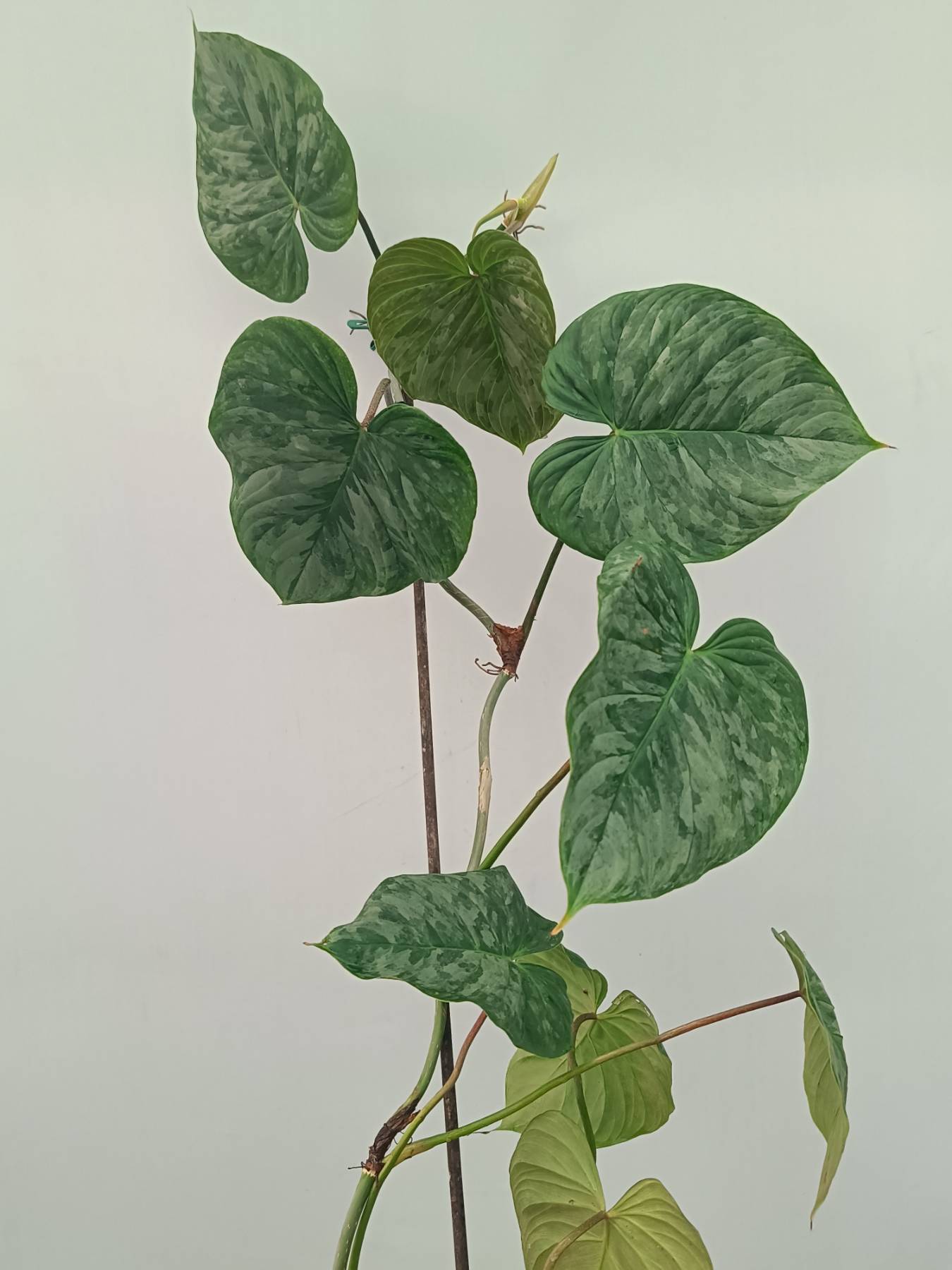 Philodendron Sodiroi XL | Welovetropicalplants