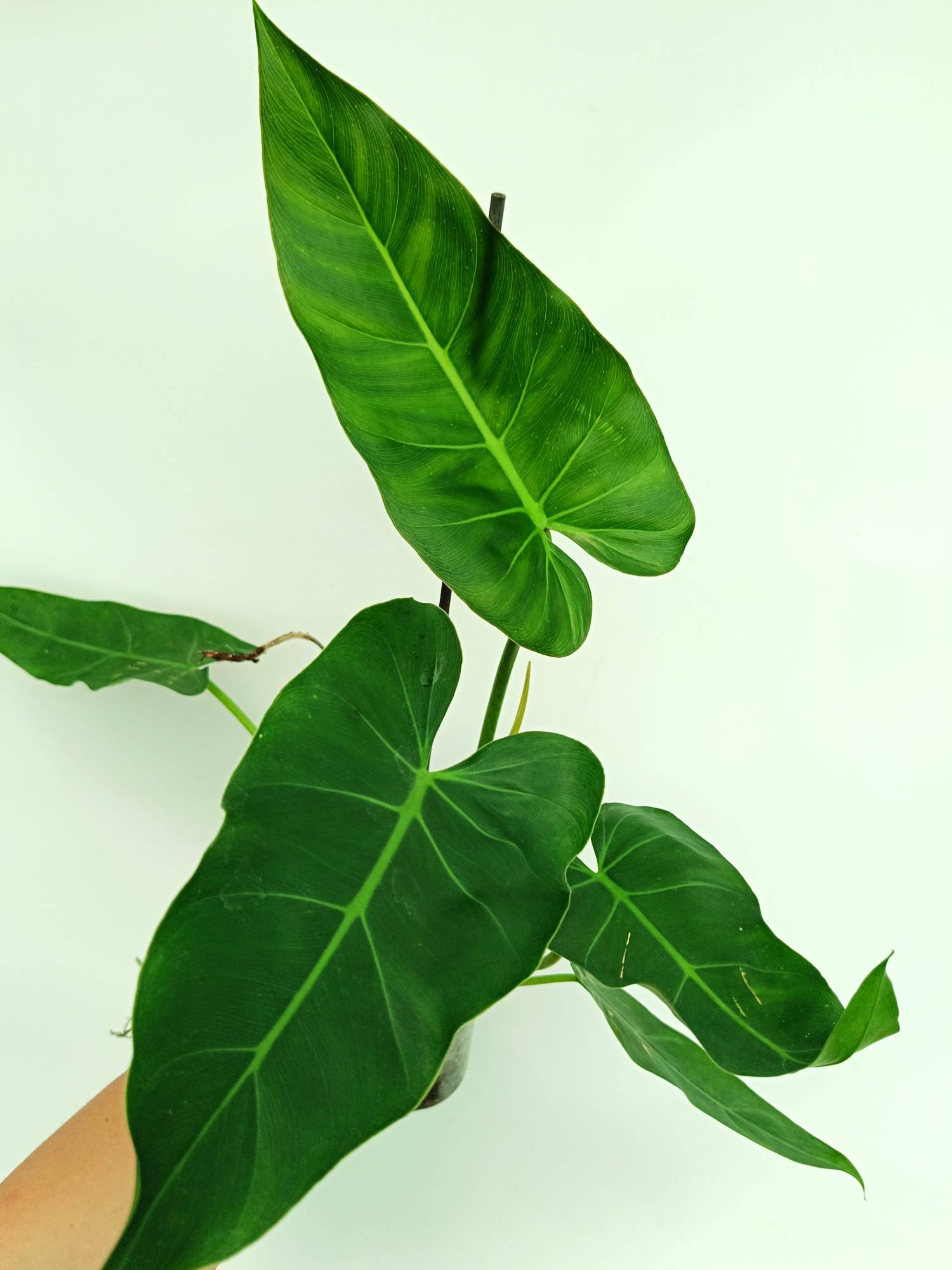 philodendron maximum Philodendron Maximum