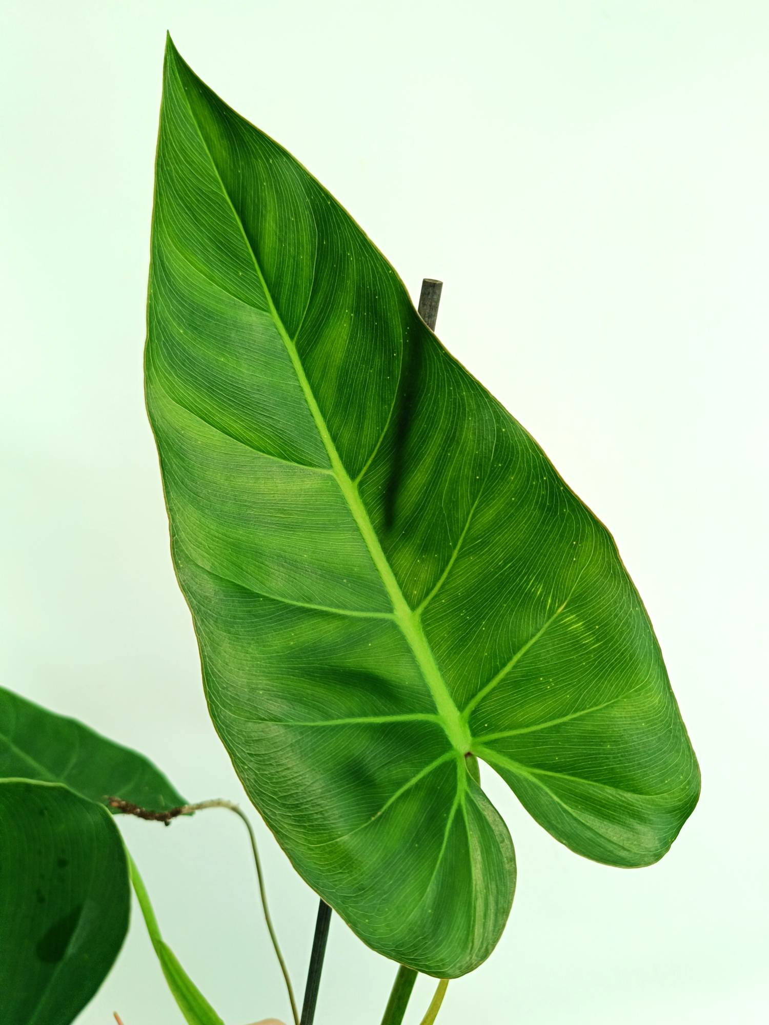 Philodendron Maximum