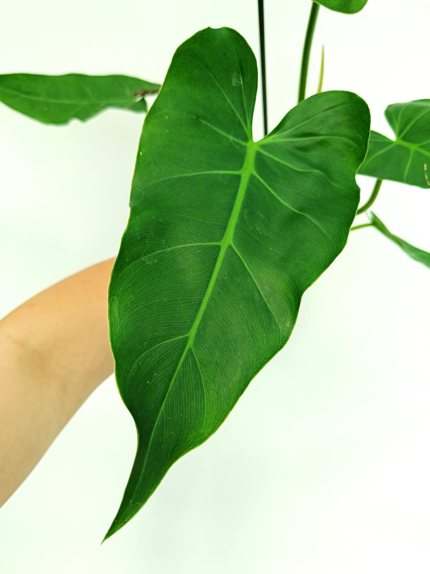Philodendron Maximum