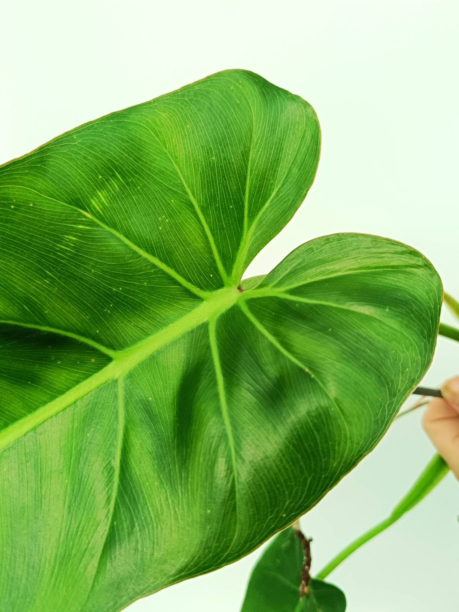 Philodendron Maximum