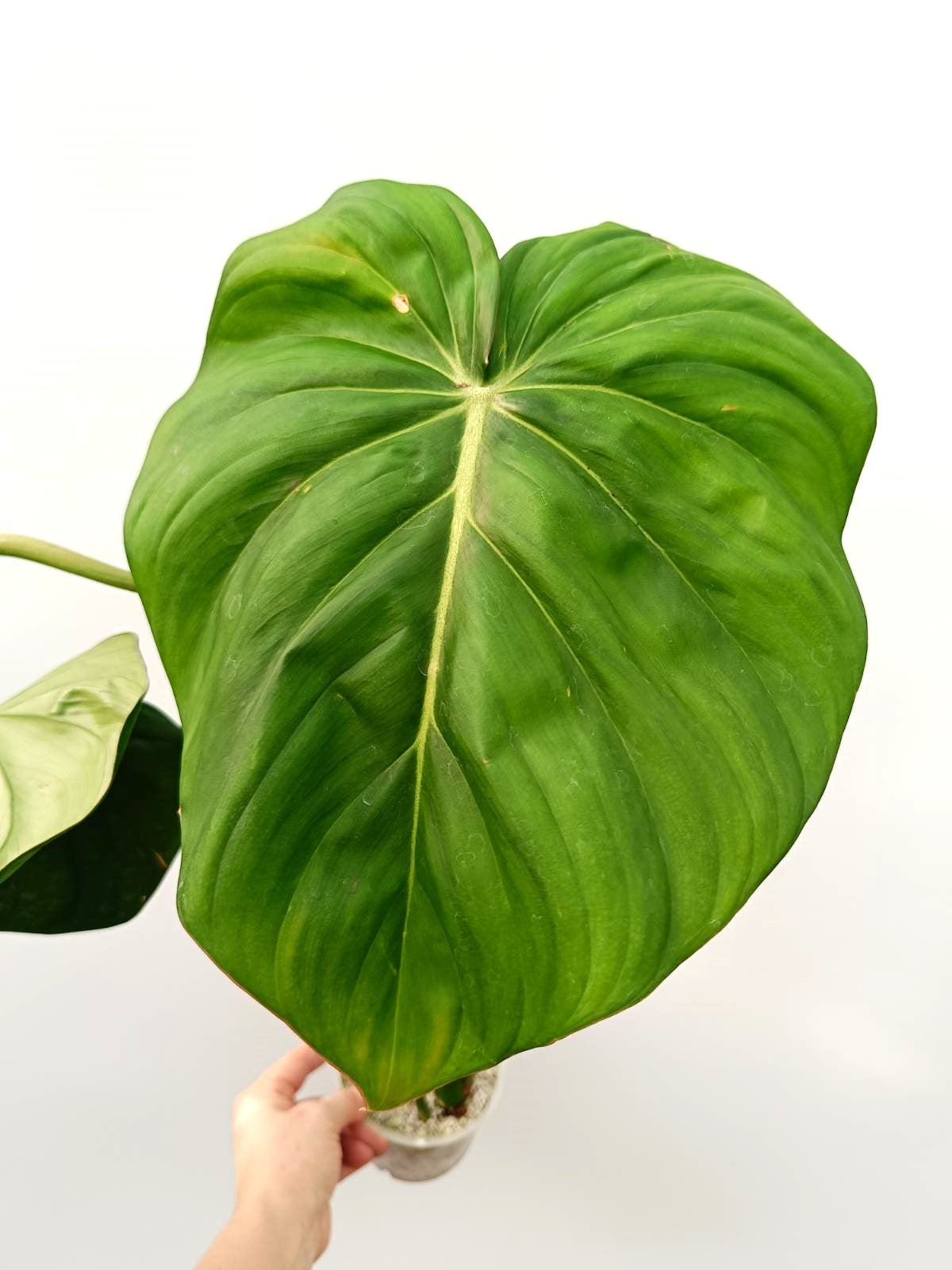 philodendron dean mcdowell Philodendron Dean Mc Dowell (young plant)