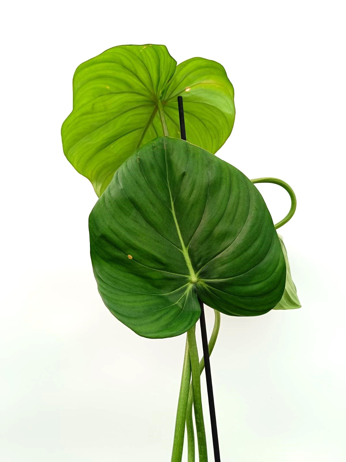Philodendron dean Mc Dowell (young plant)