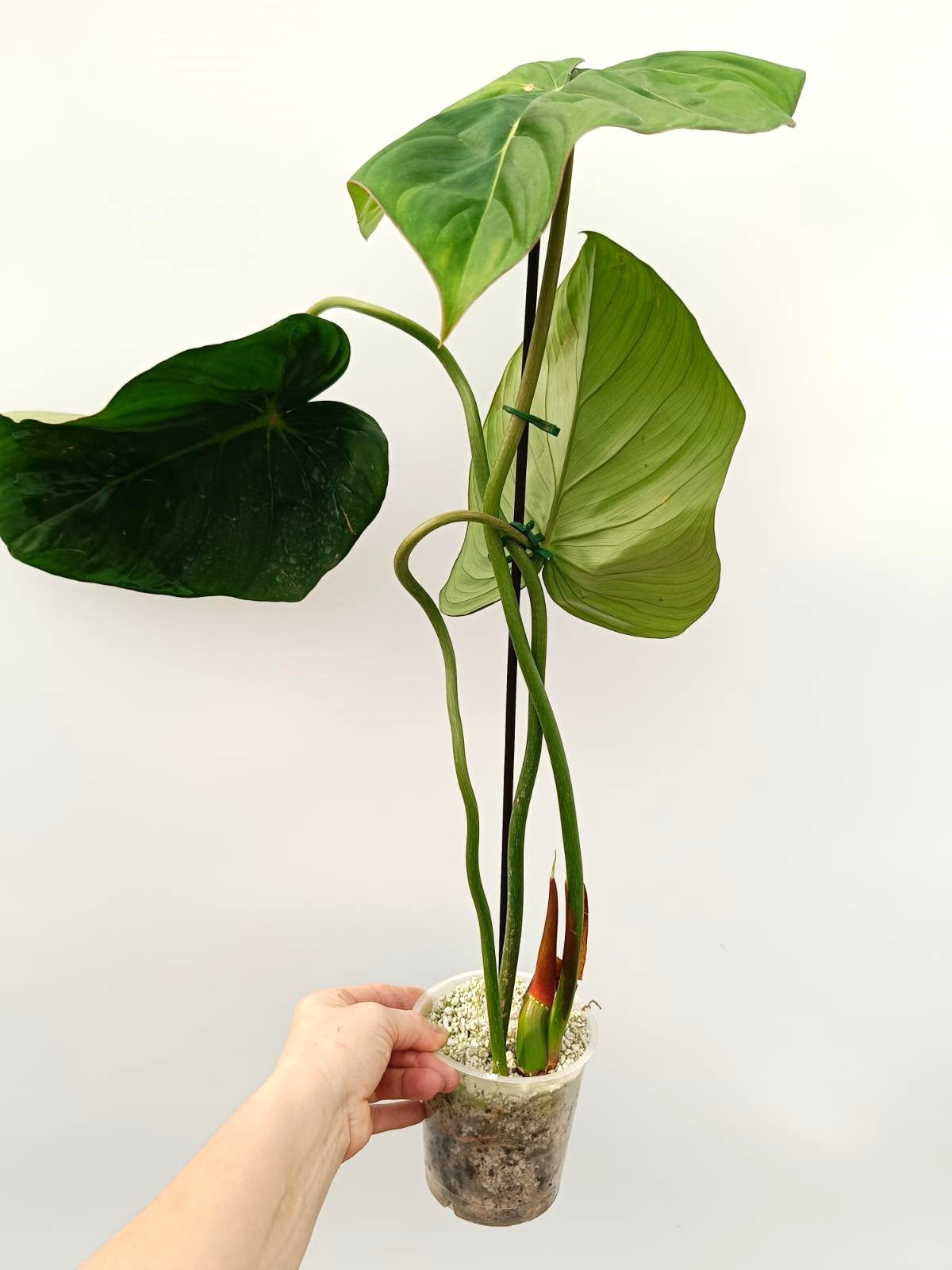 Philodendron dean Mc Dowell (young plant)