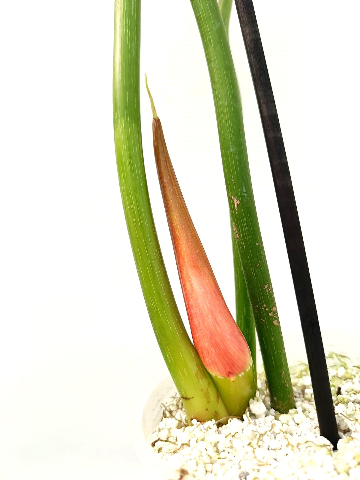 Philodendron dean Mc Dowell (young plant)