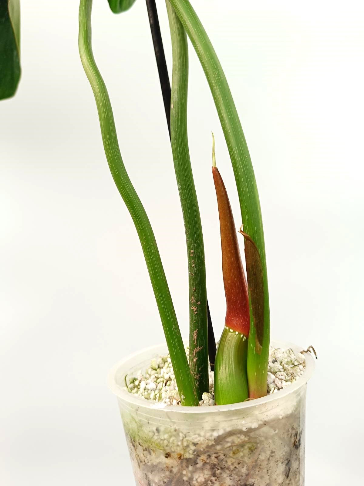 Philodendron dean Mc Dowell (young plant)