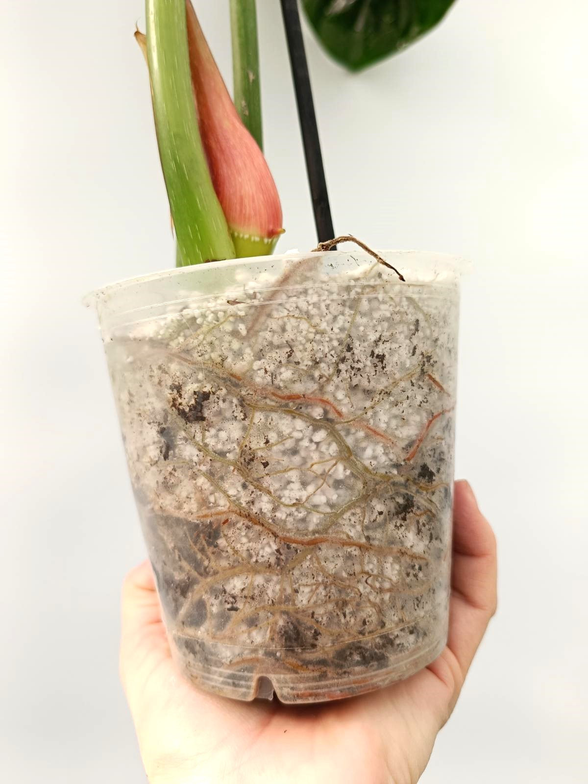 Philodendron dean Mc Dowell (young plant)