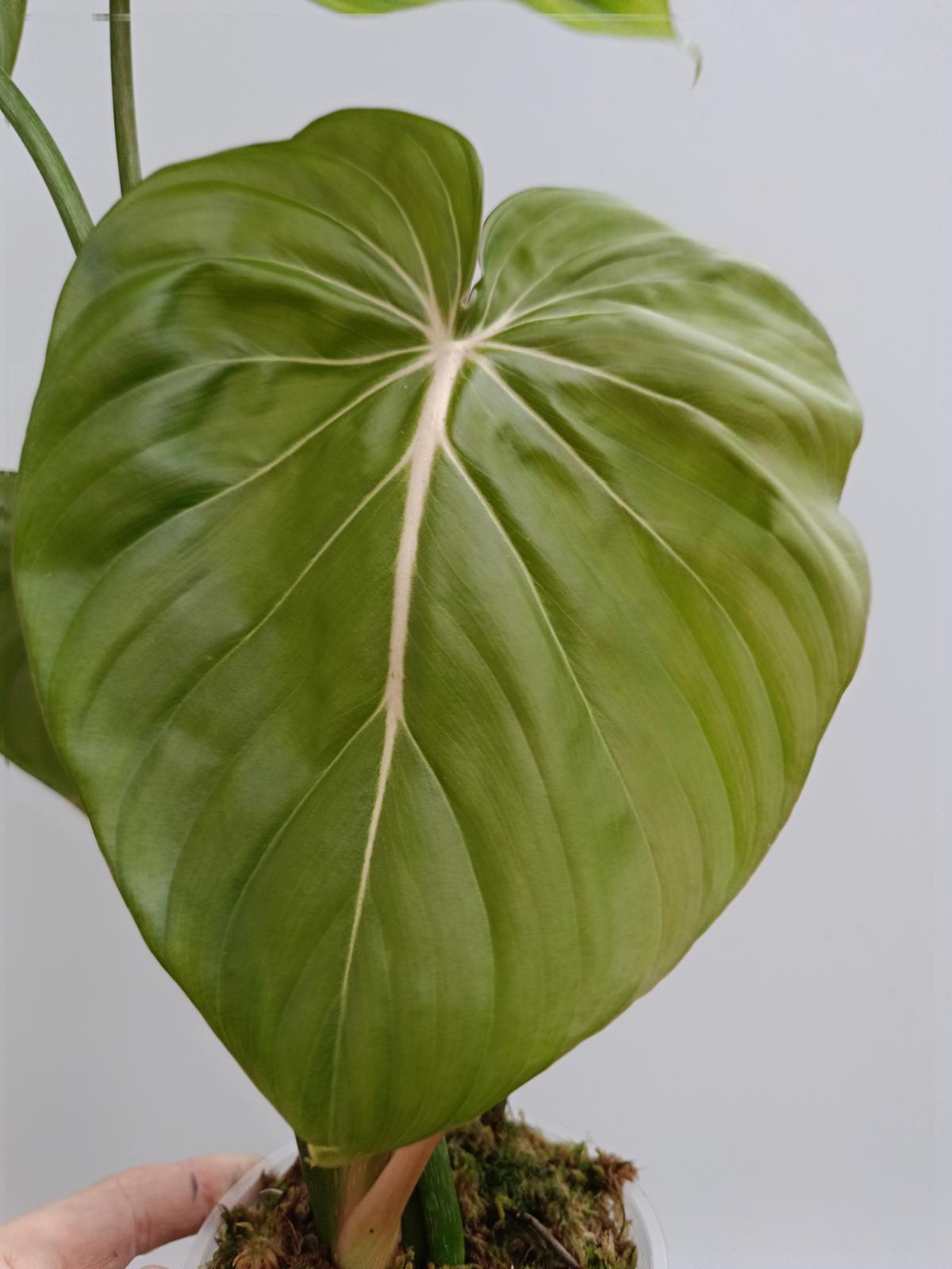 philodendron mcdowell price Philodendron Dean McDowell