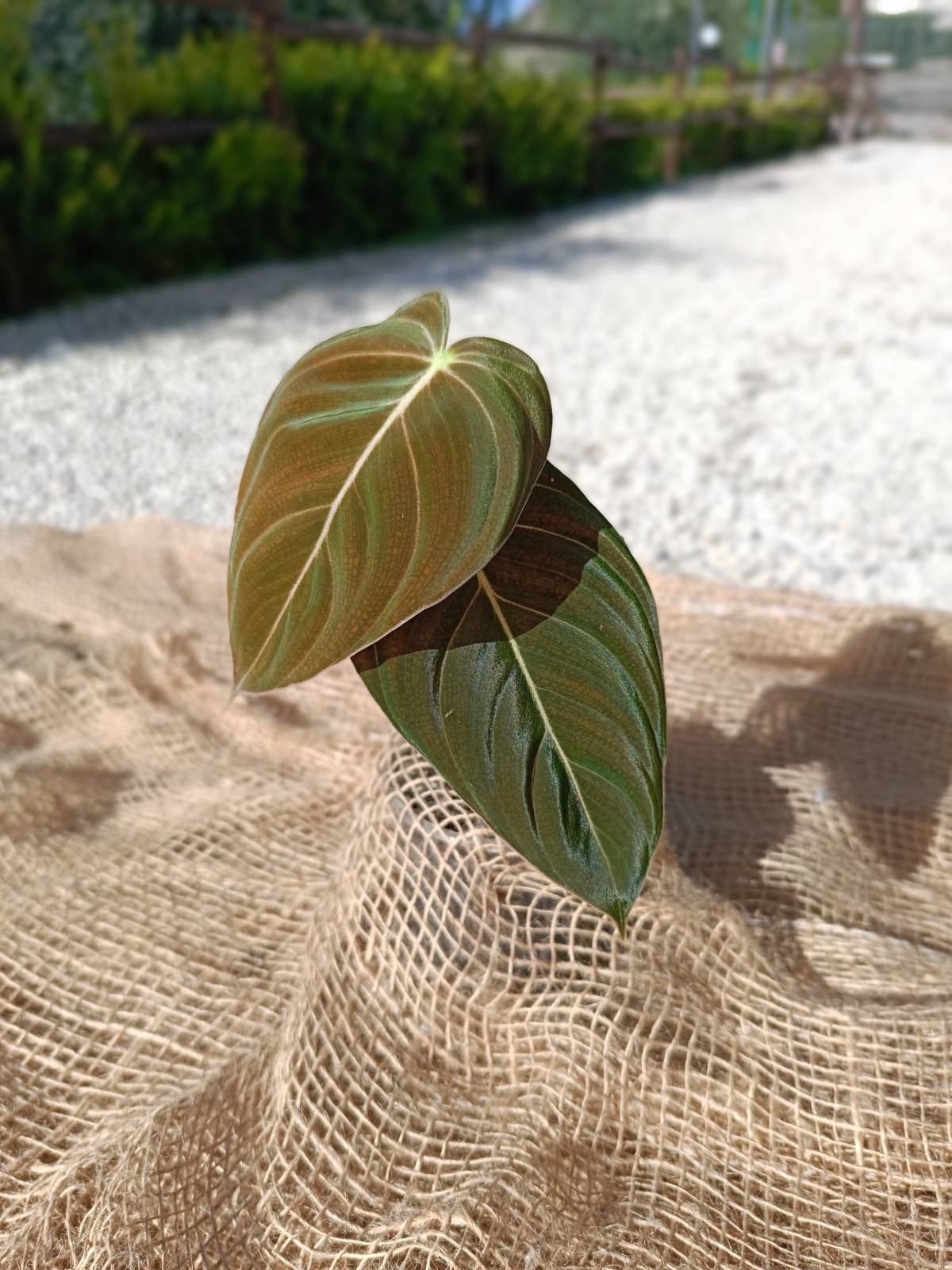 buy philodendron canada Philodendron melanochrysum for FREE