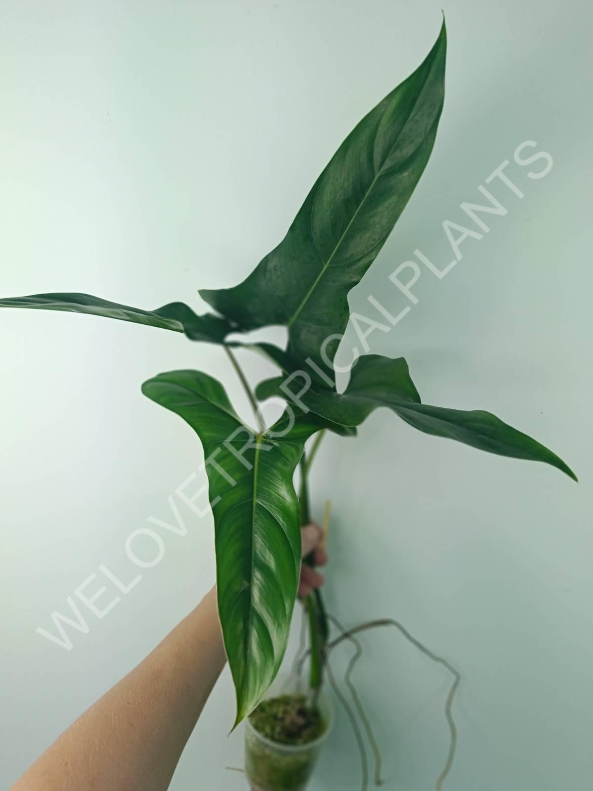 philodendron mexicanum for sale Philodendron mexicanum (young plant)