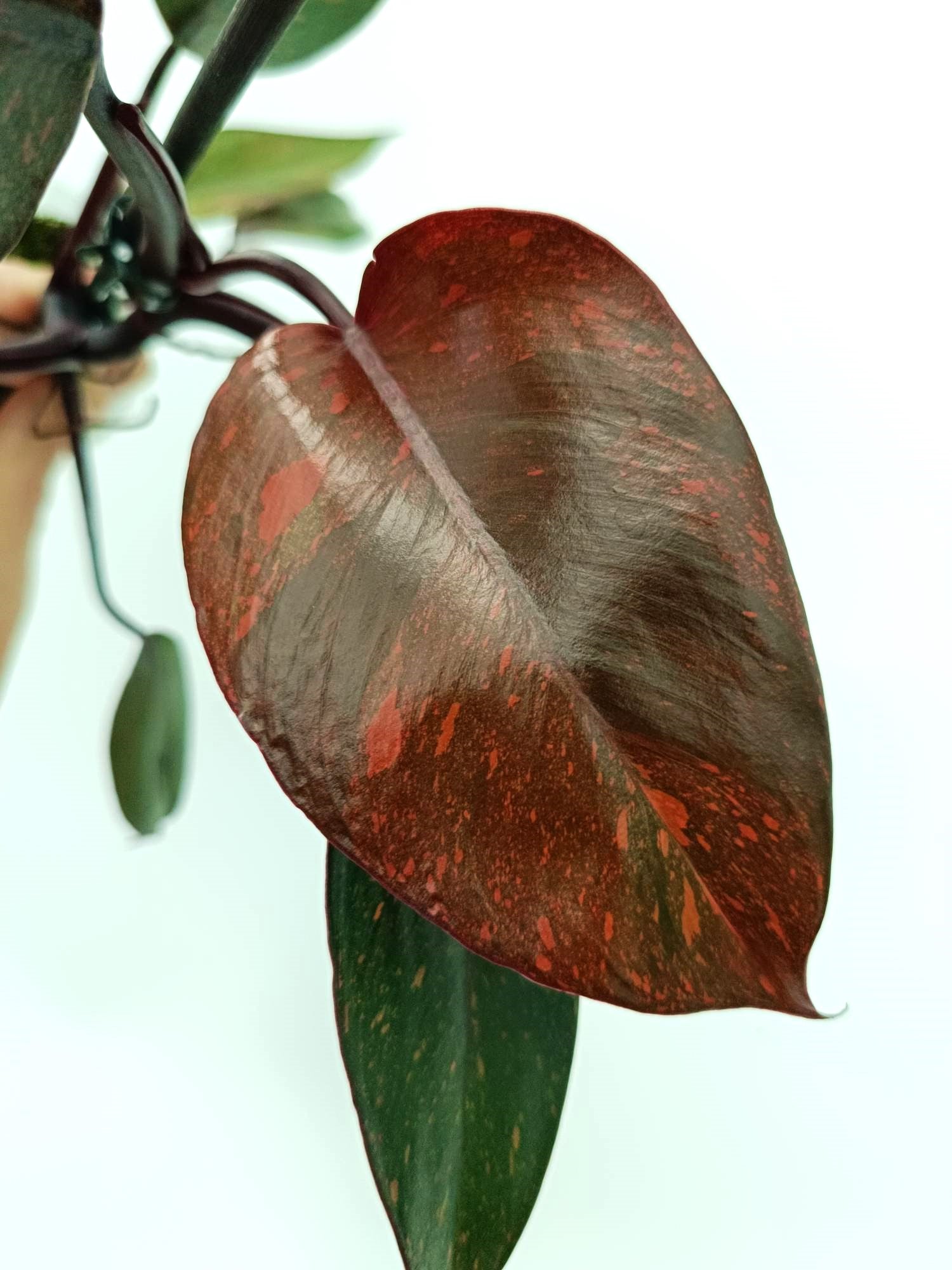 Philodendron orange princess variegata