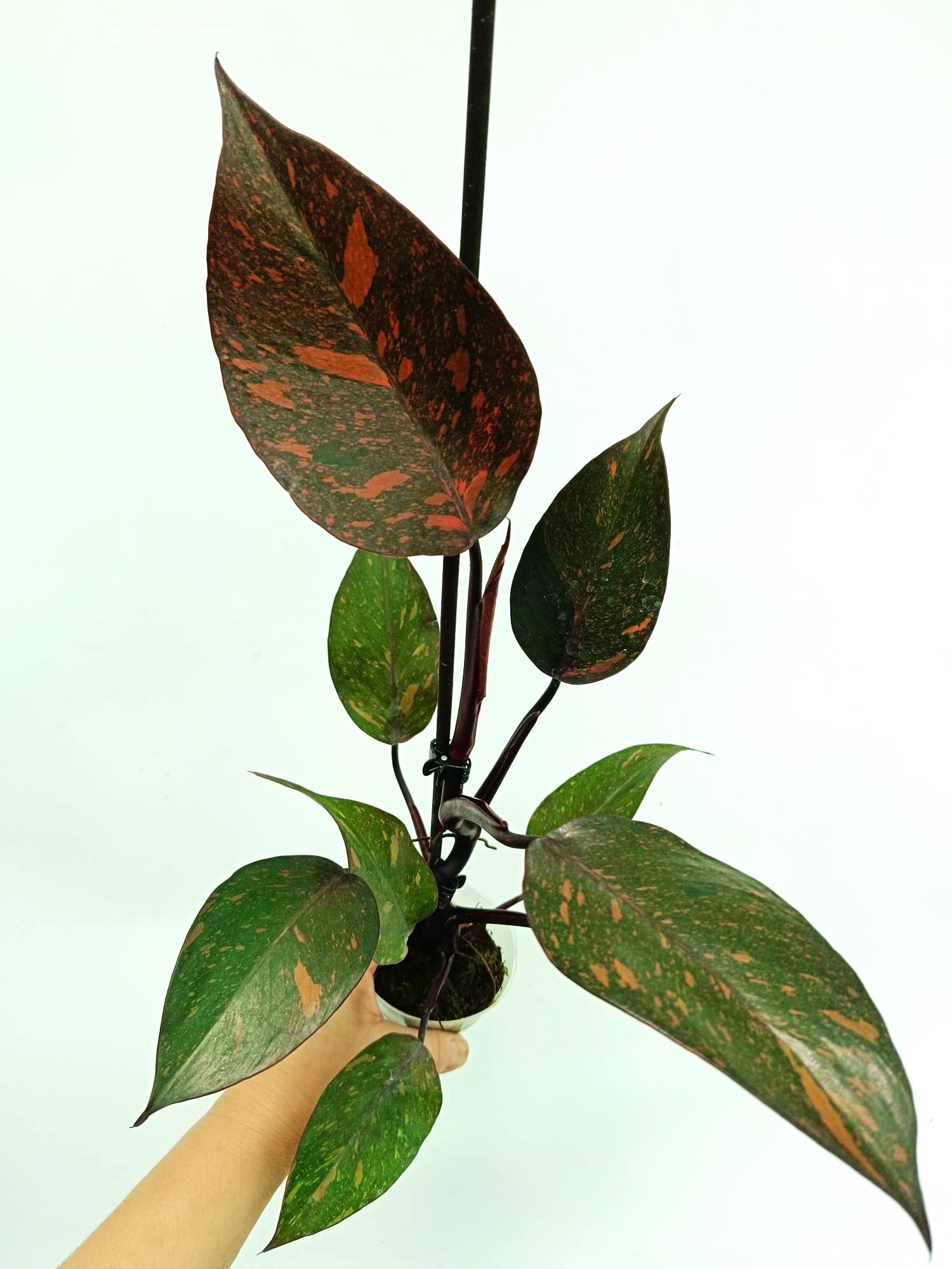 philodendron orange princess Philodendron orange princess variegata