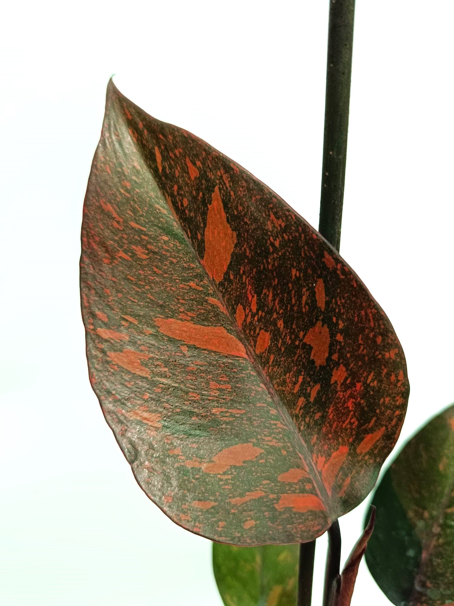 Philodendron orange princess
