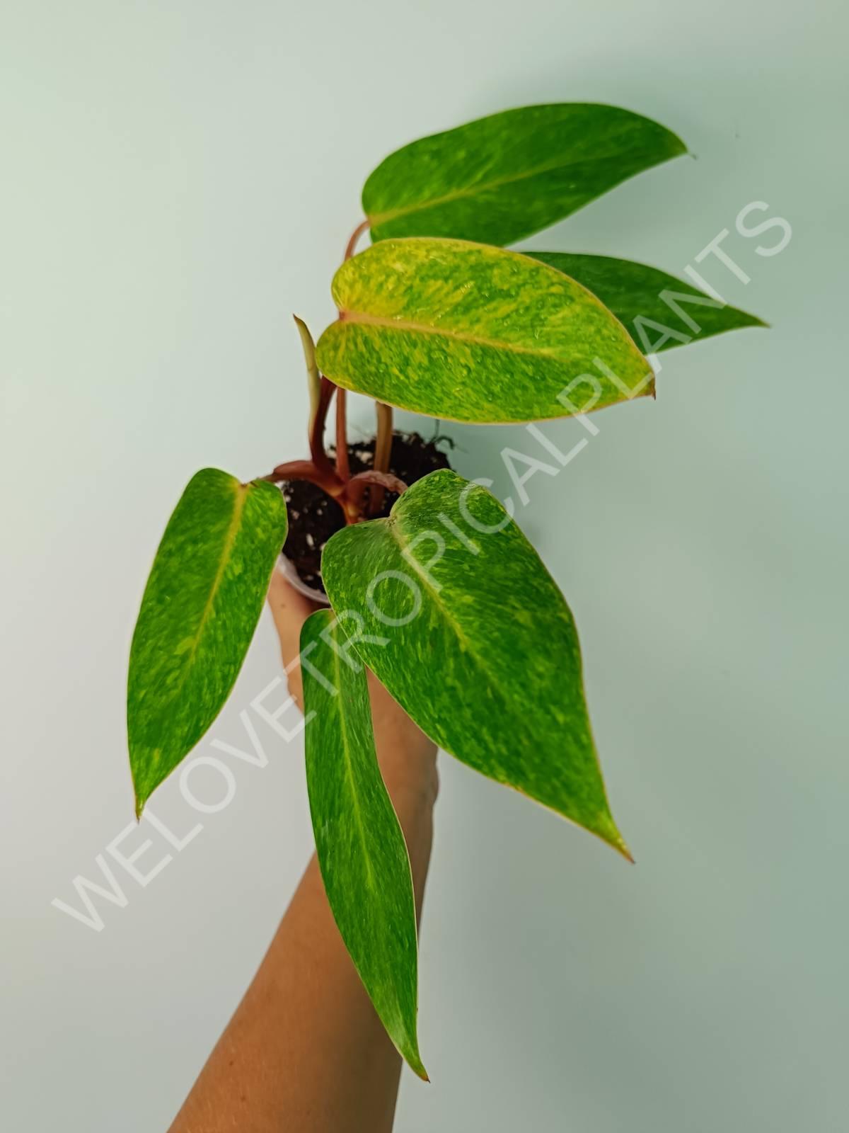 philodendron painted Philodendron painted lady