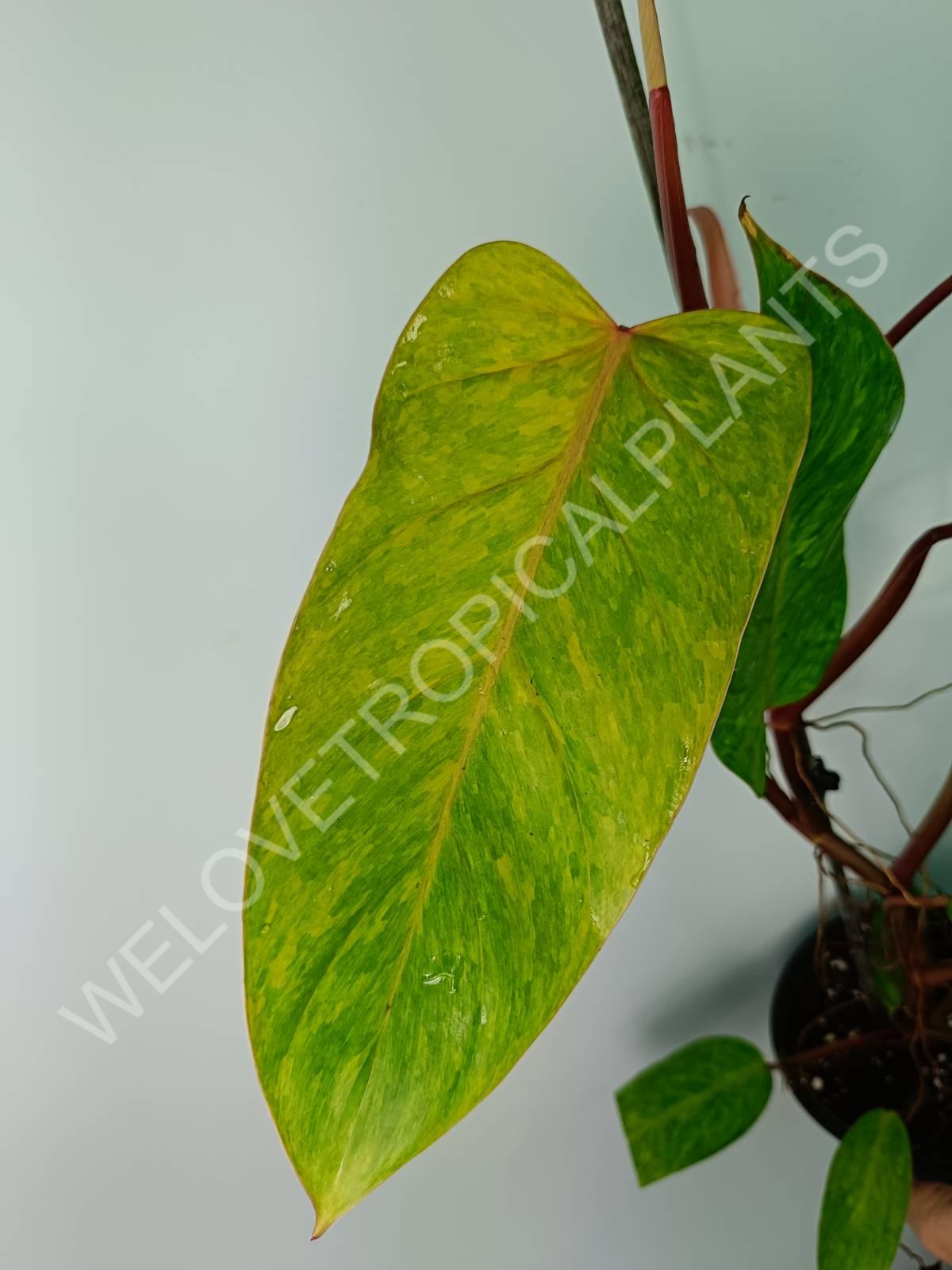 Philodendron painted lady