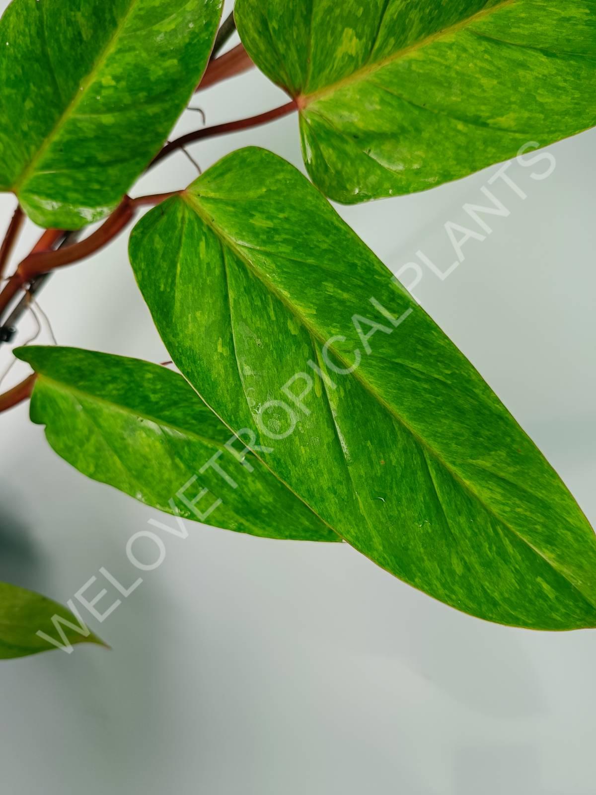 Philodendron painted lady