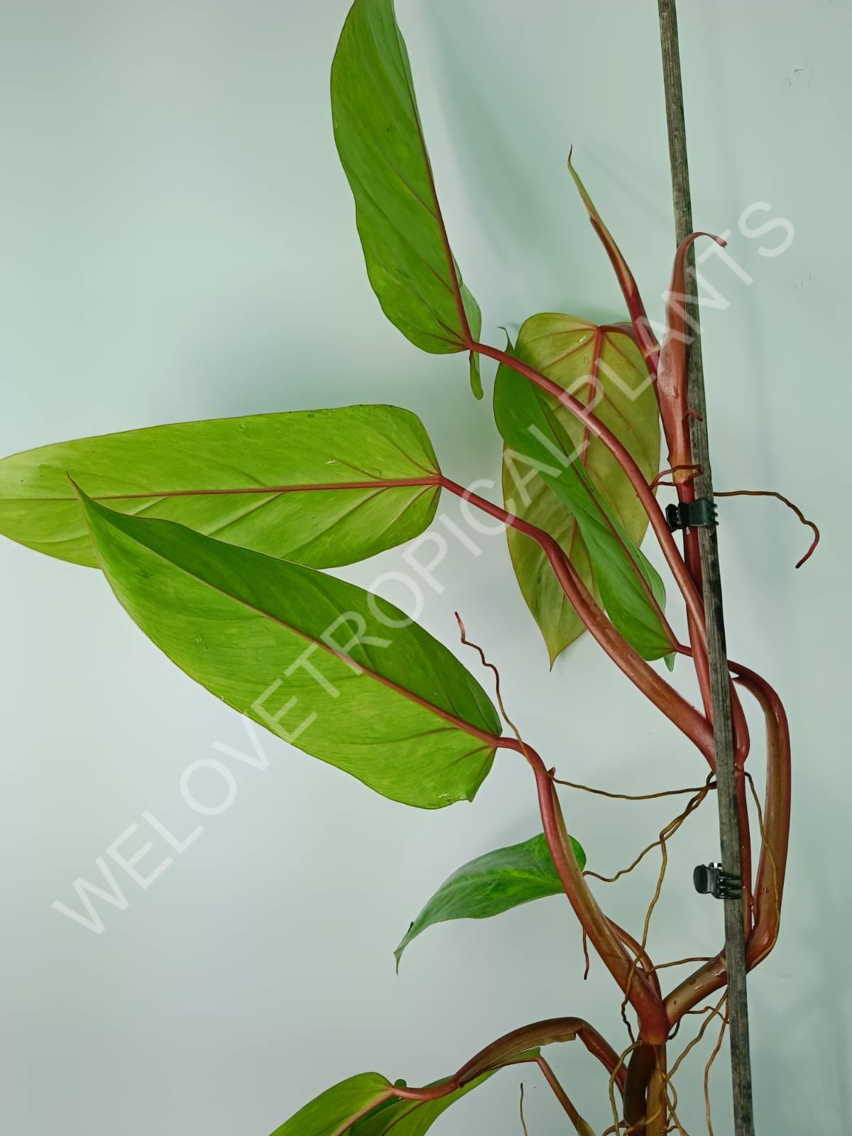 Philodendron painted lady