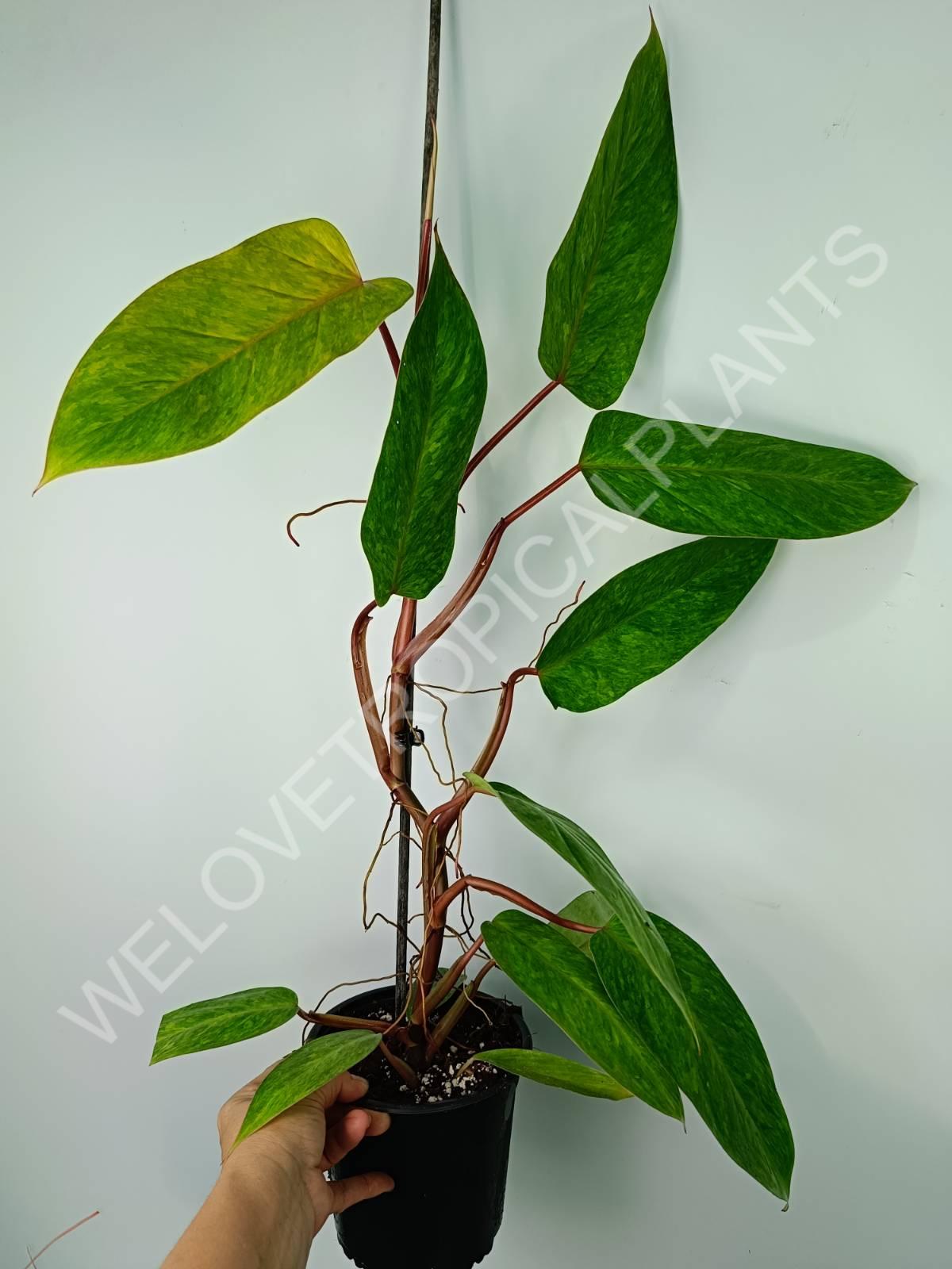 Philodendron painted lady