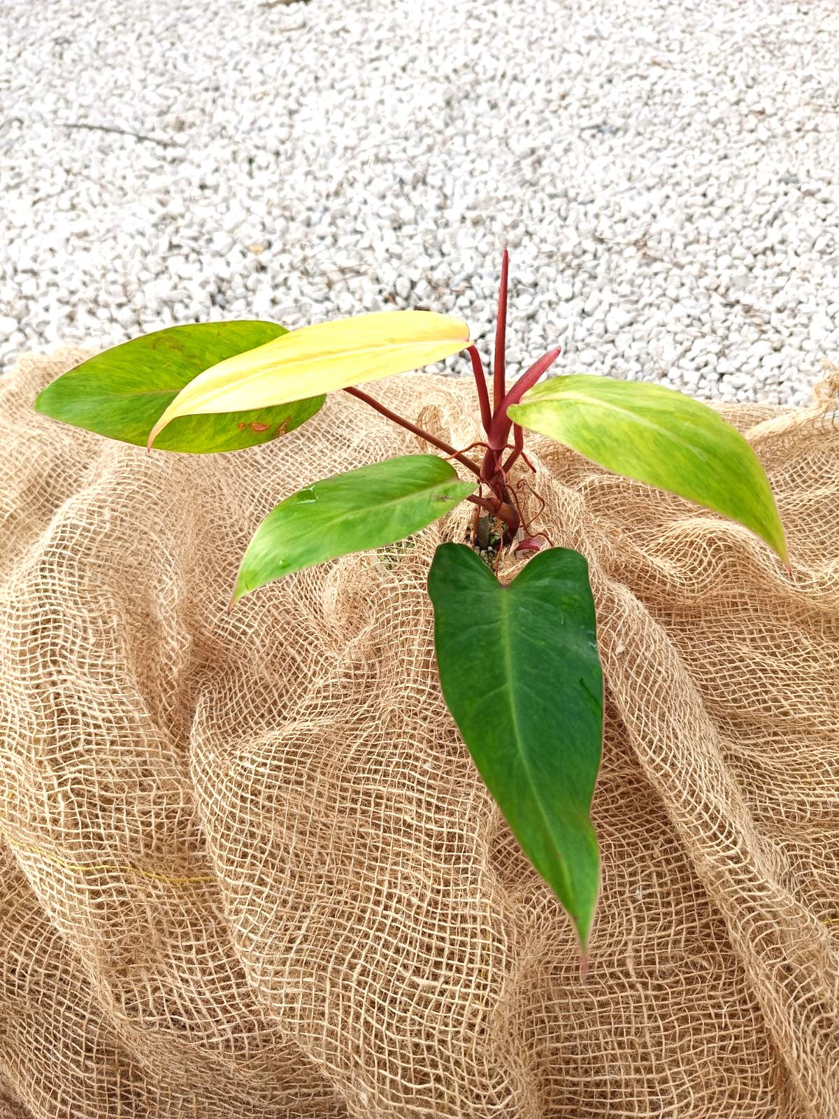 pink lady pothos Philodendron painted lady FOR FREE