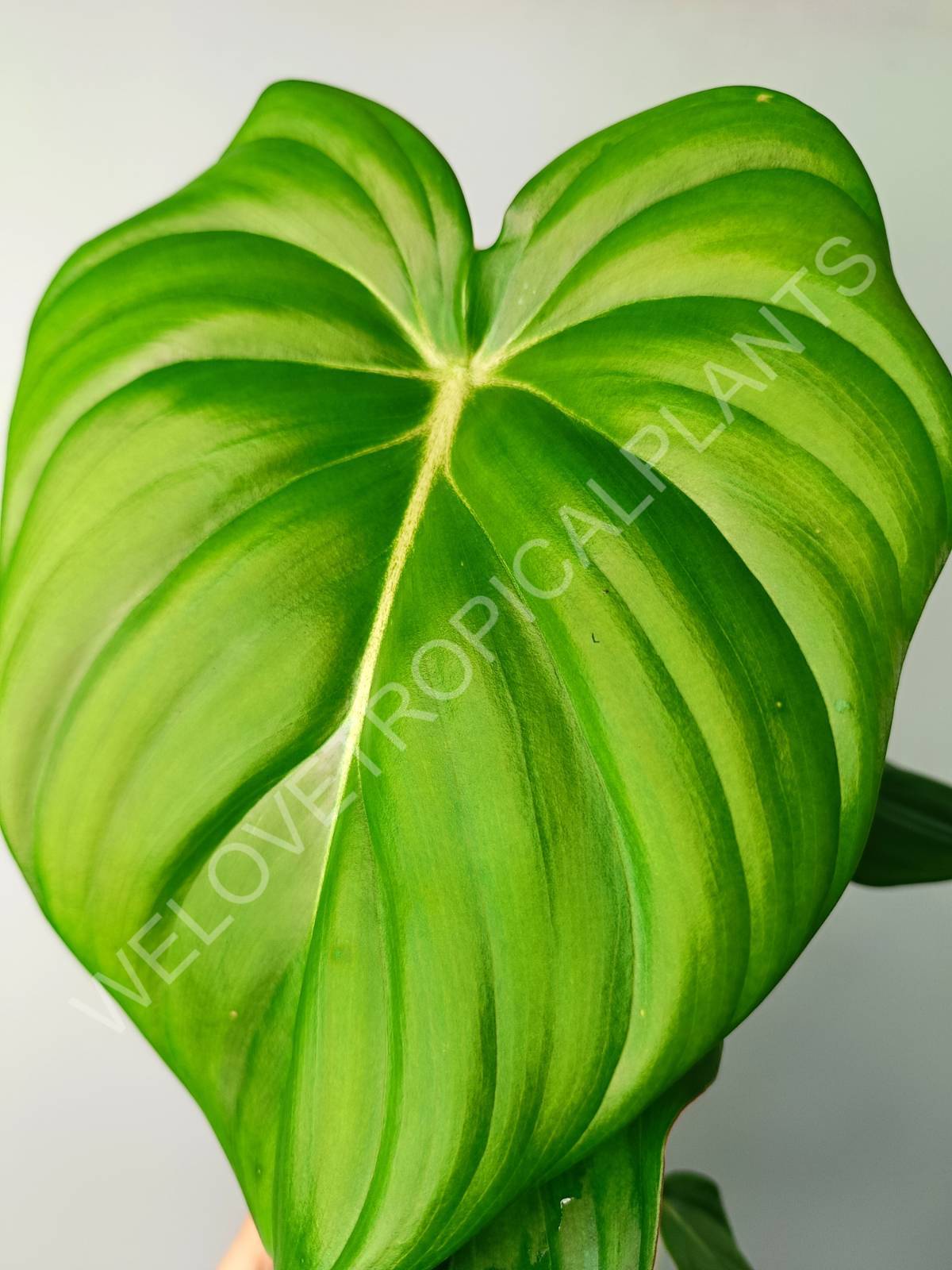 anthurium pastazanum Philodendron pastazanum (young plant)