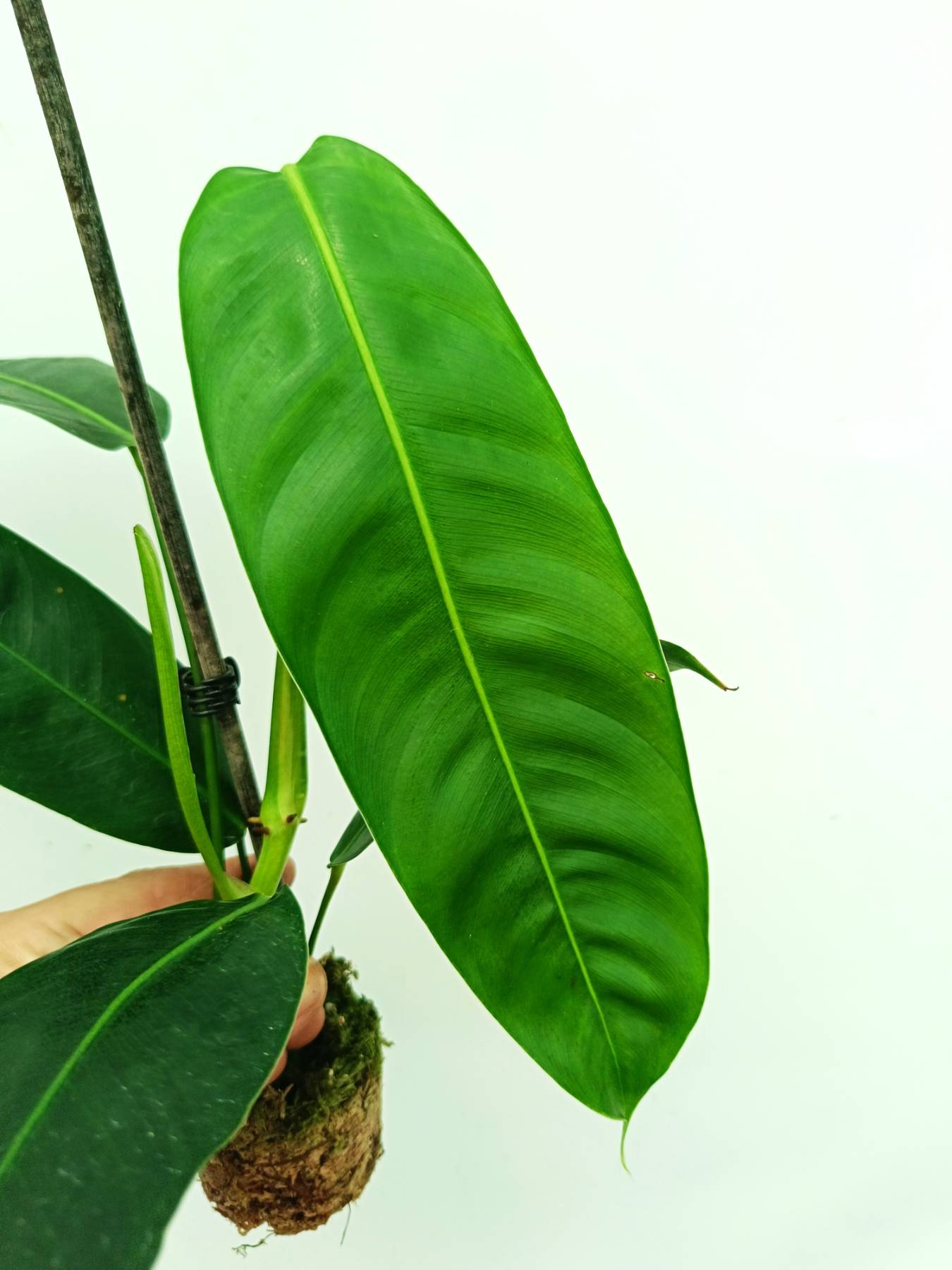 Philodendron patriciae