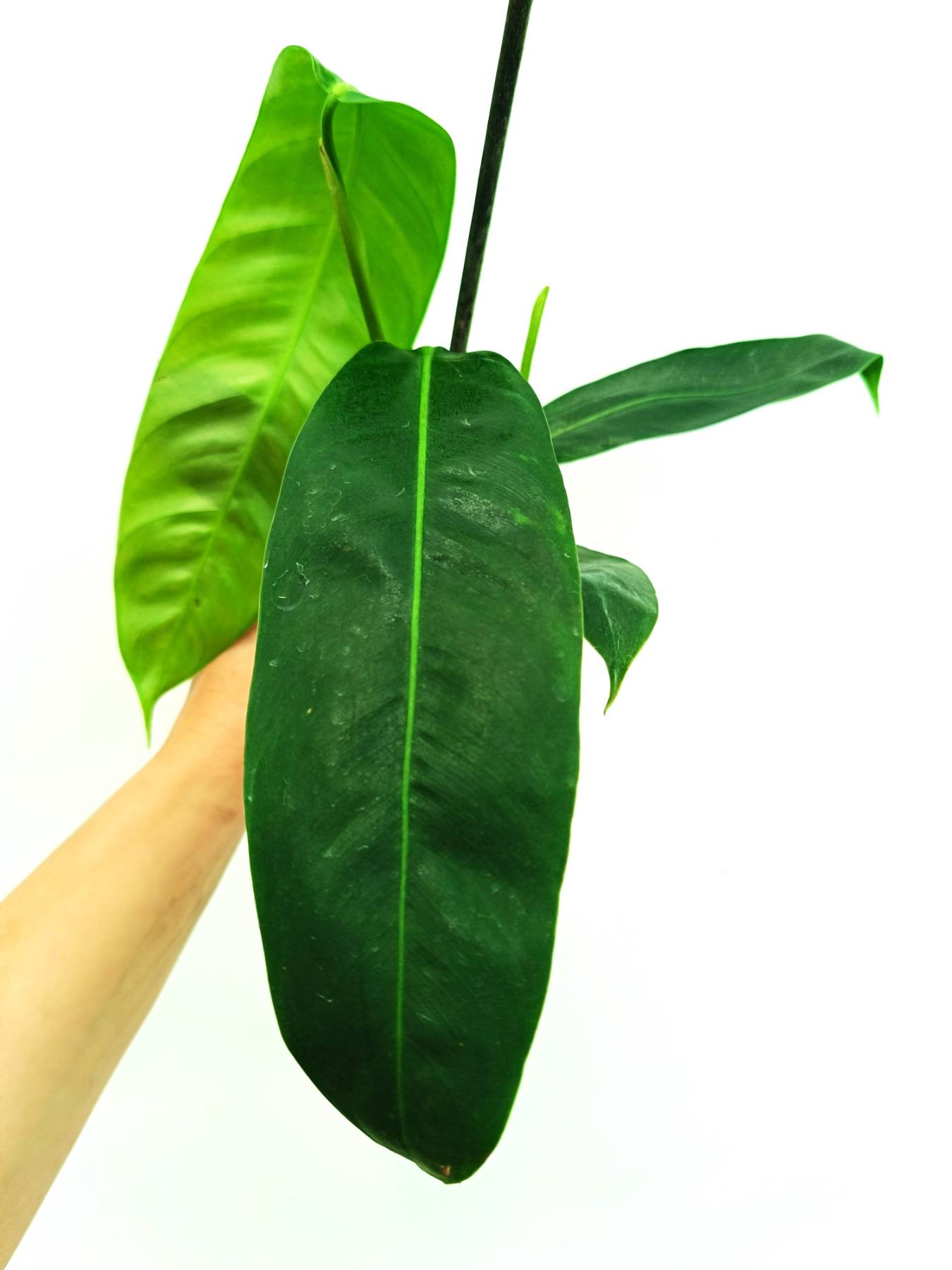 Philodendron patriciae