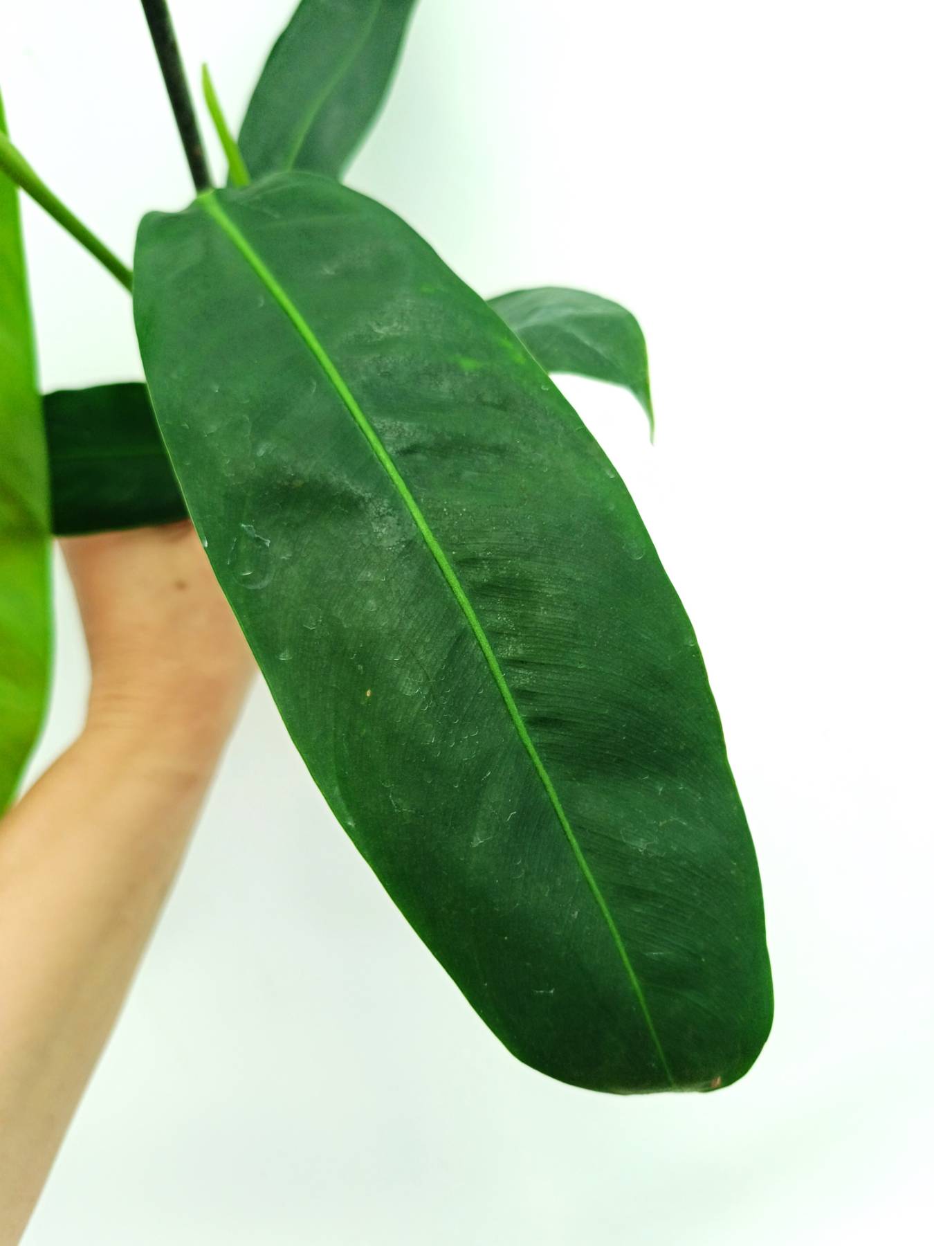Philodendron patriciae