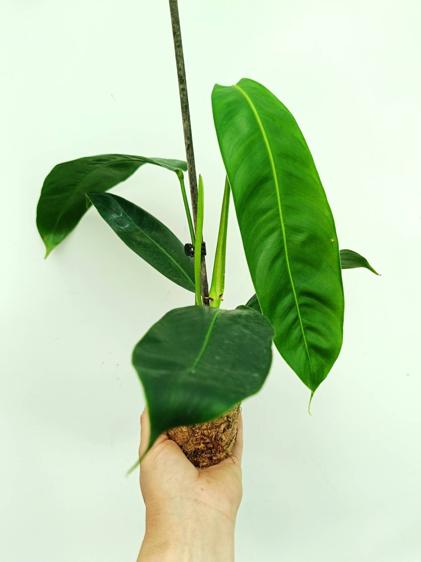 Philodendron patriciae