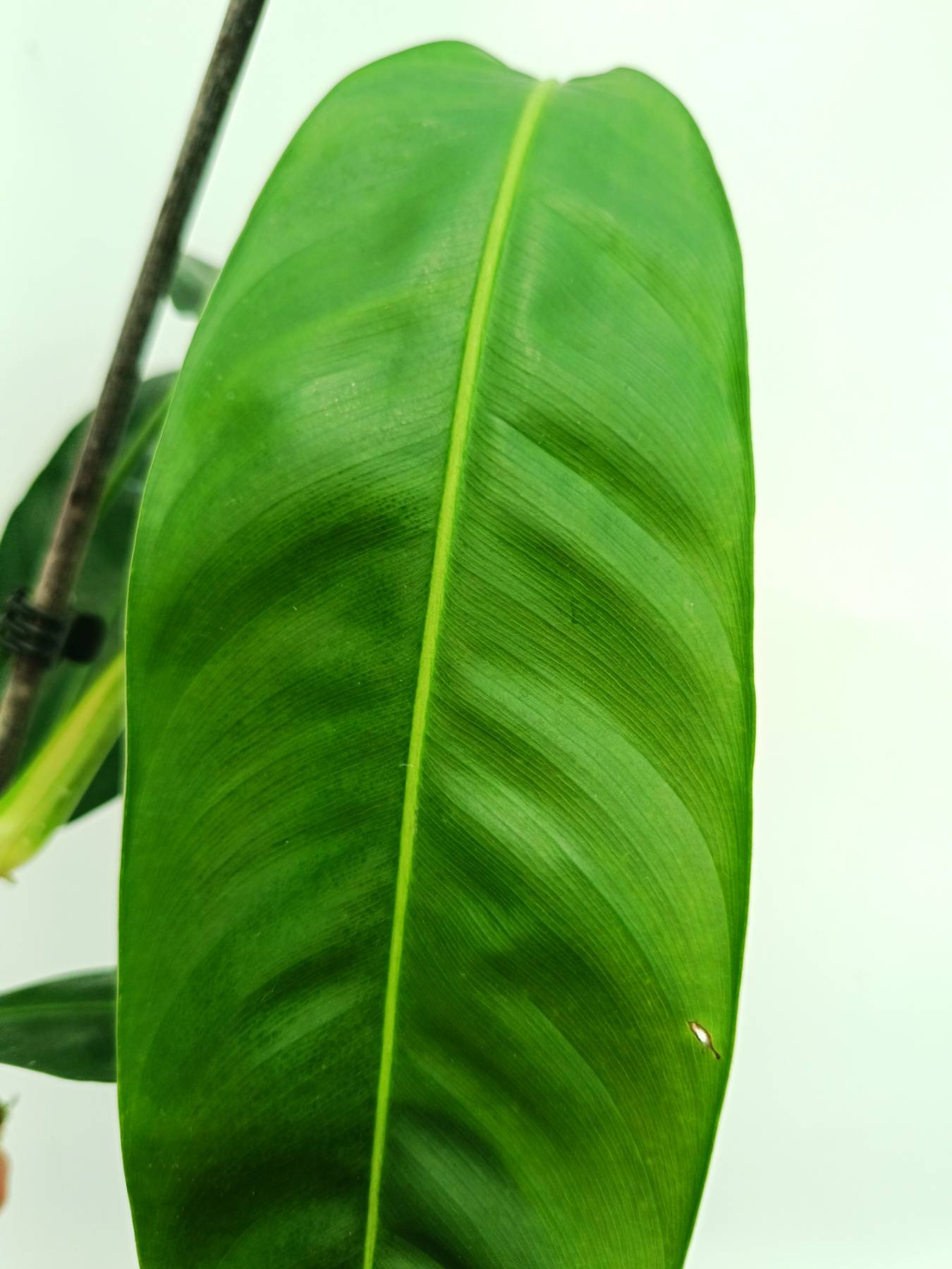 Philodendron patriciae