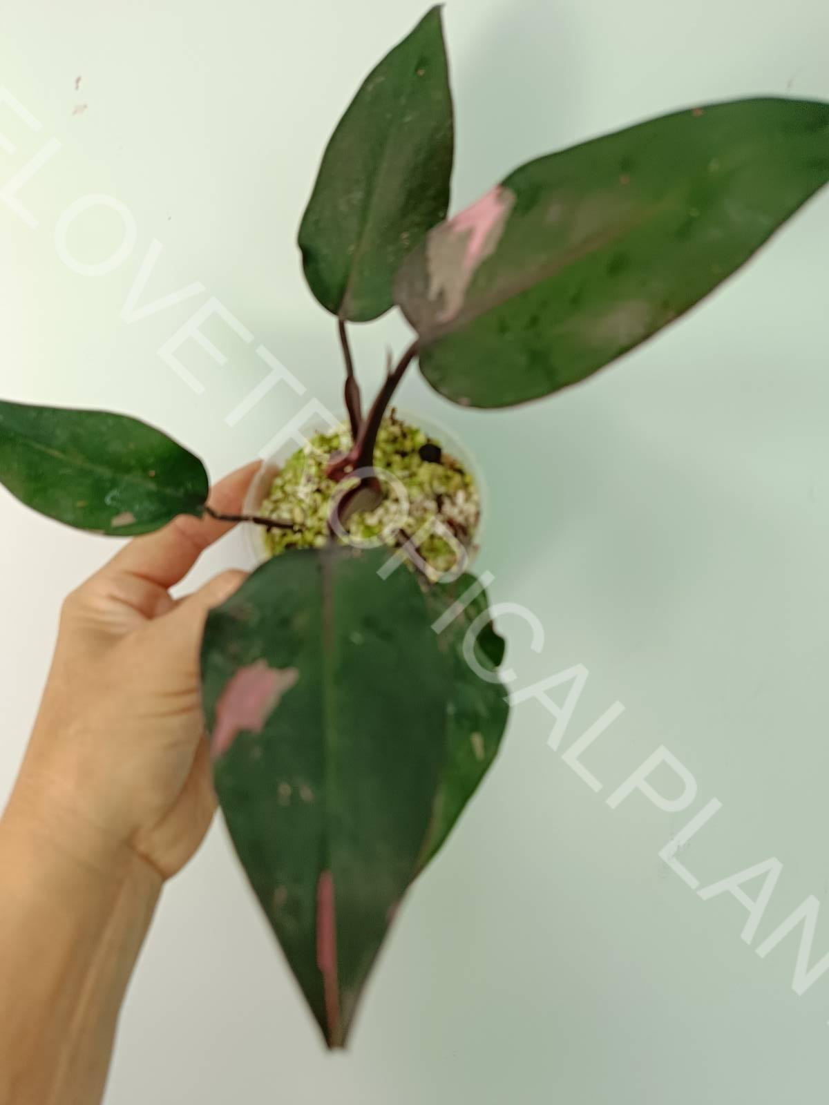 Philodendron pink princess