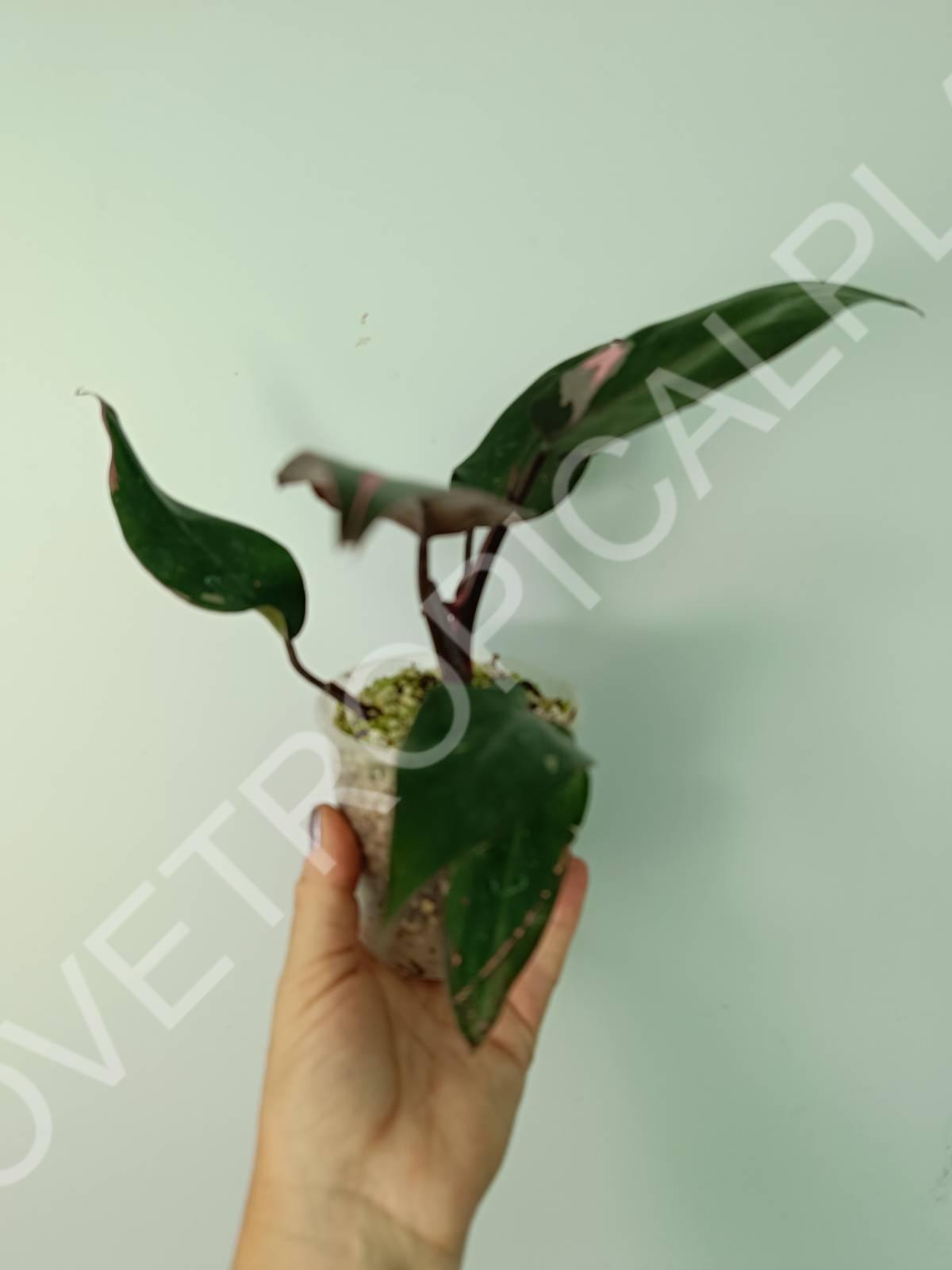 Philodendron pink princess