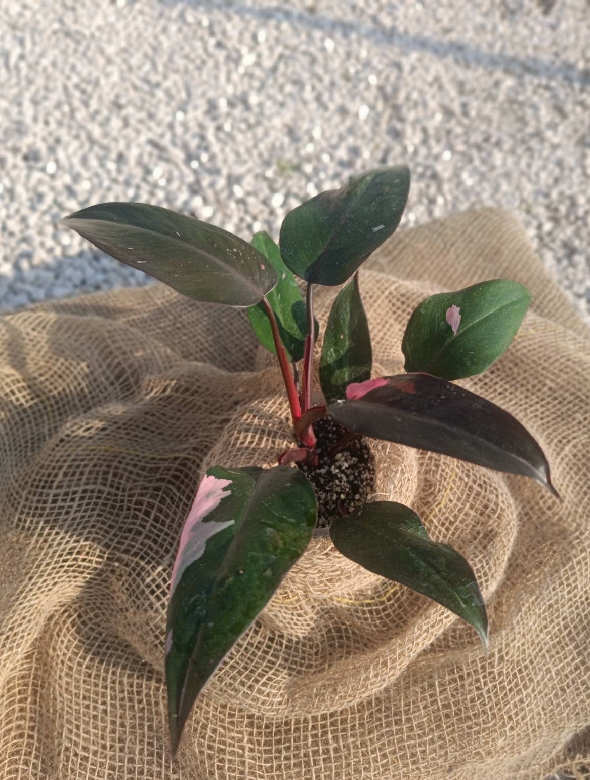 Philodendron pink princess for FREE