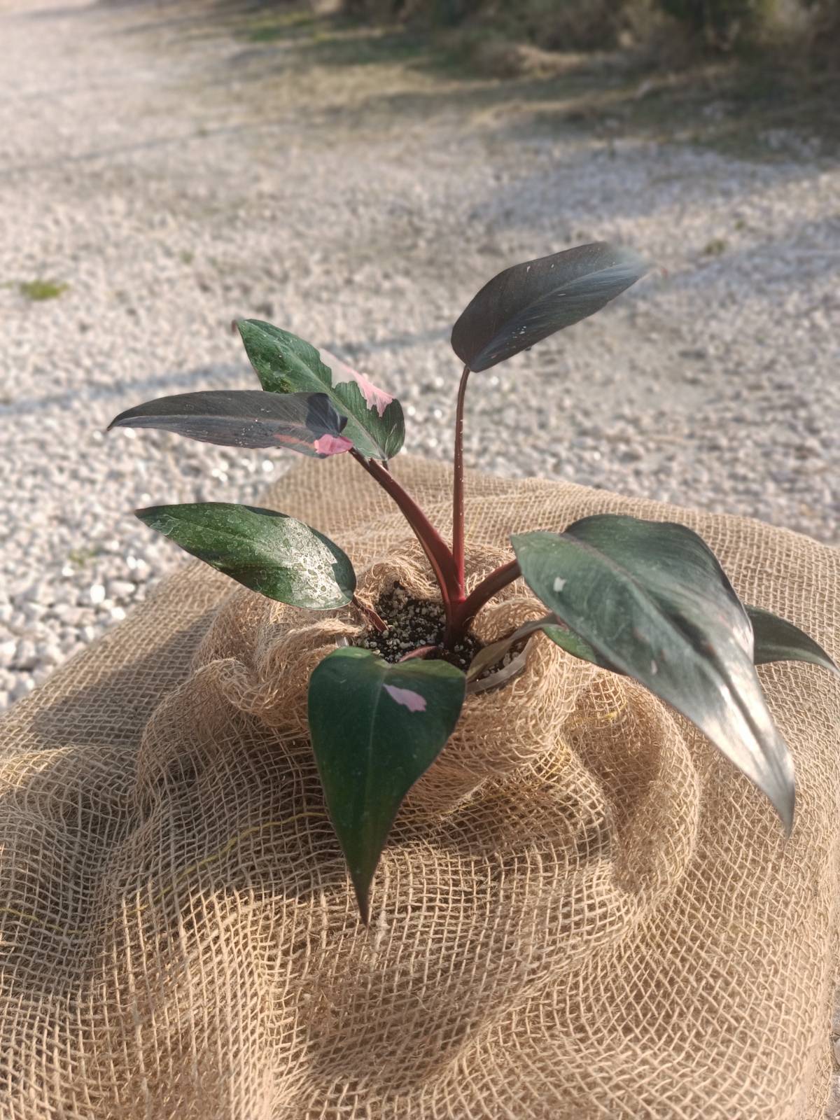 Philodendron pink princess GRATUITO