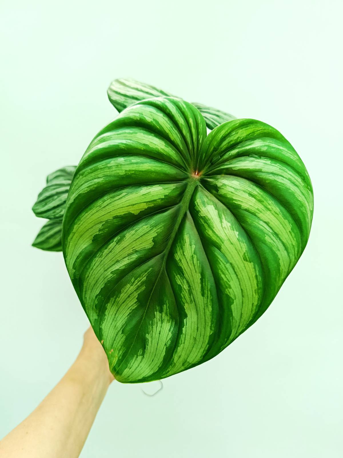 Philodendron plowmanii watermelon